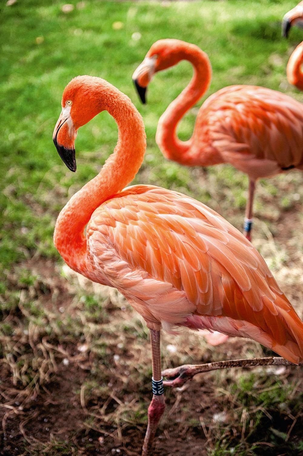 Een bezoek aan de Zoo begint en eindigt altijd met bewonderende blikken op de flamingo's.