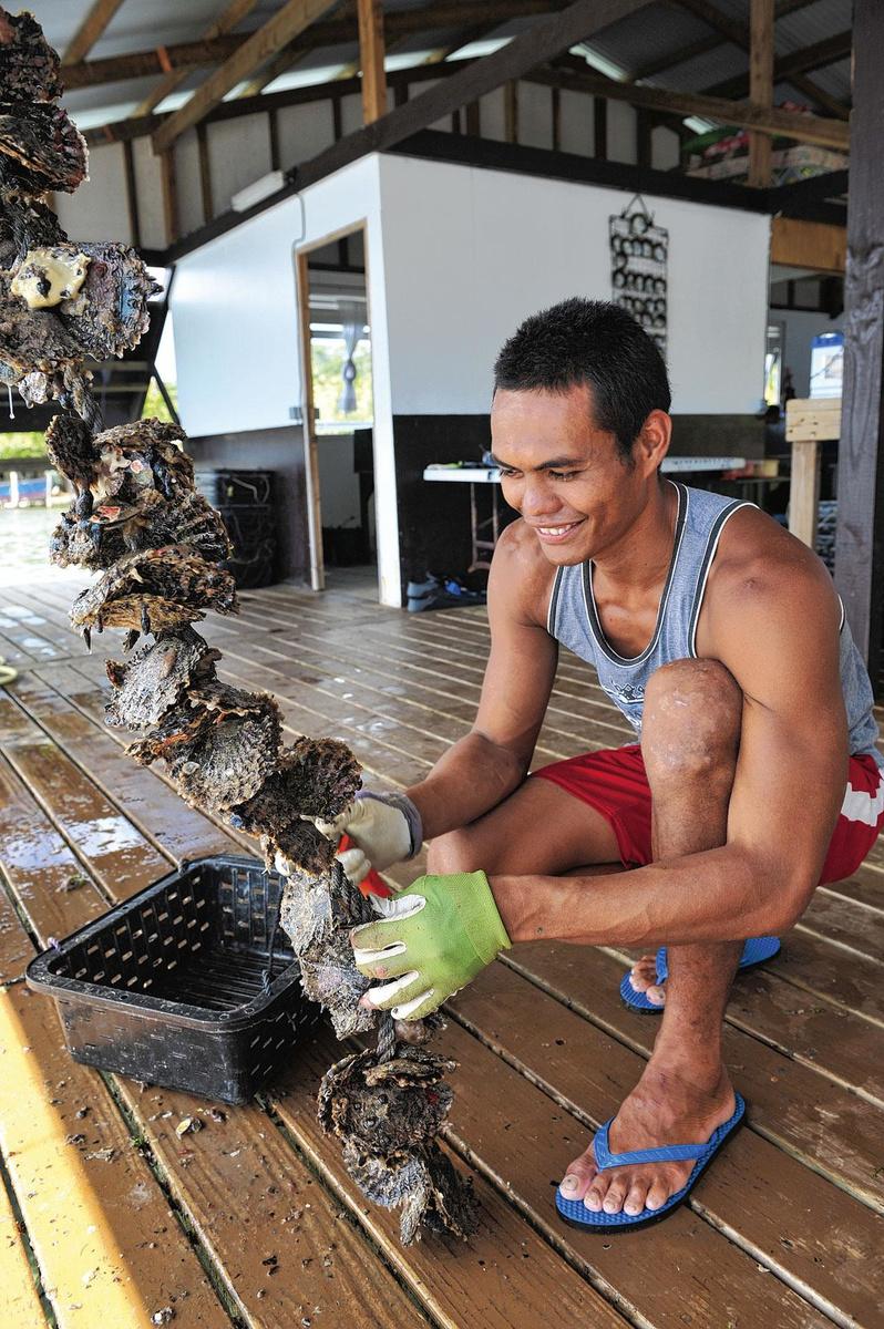 Op Tahaa worden oesters gekweekt om hun zwarte parels.