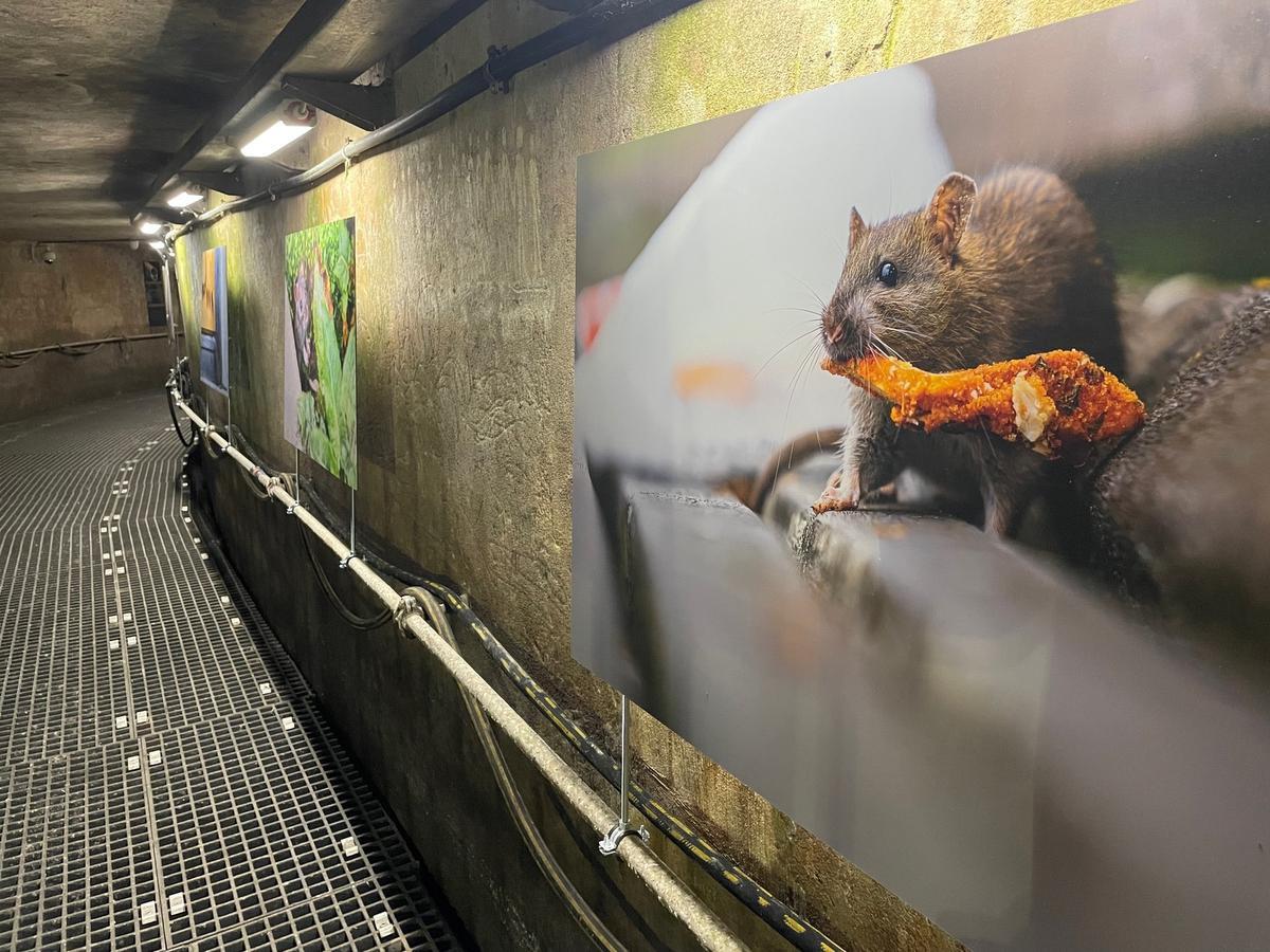 Expo: Tout sur le rat au Musée des Egouts