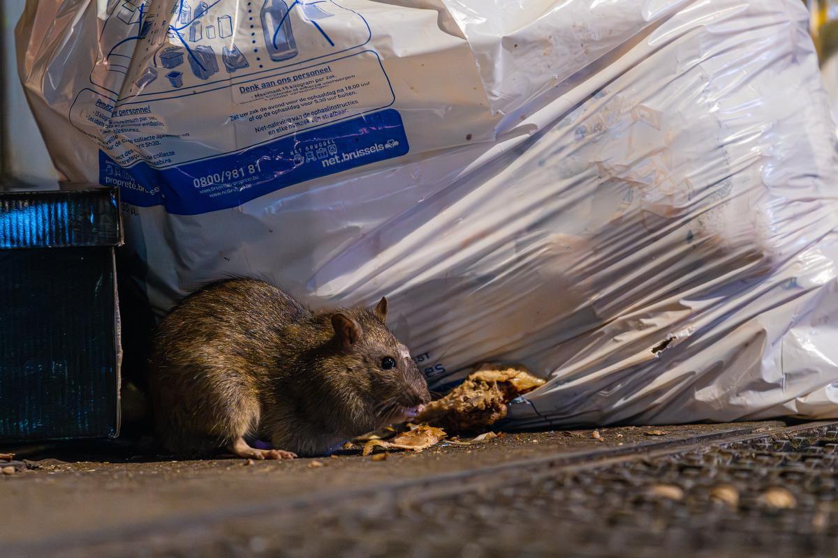 Expo: Tout sur le rat au Musée des Egouts