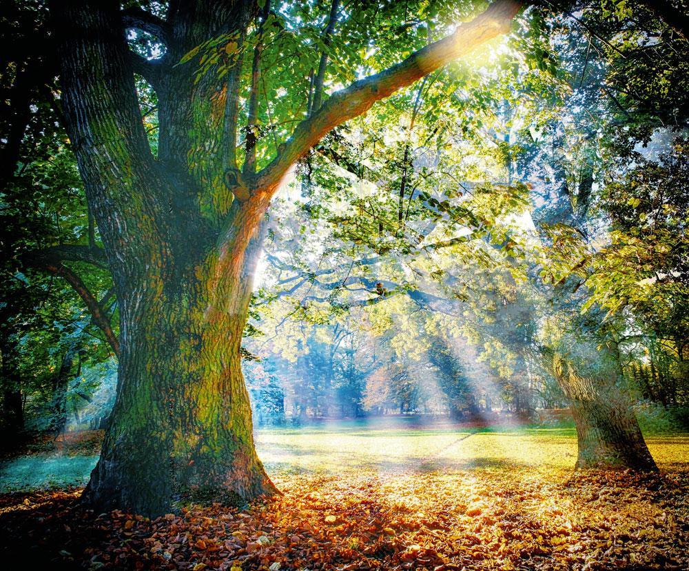Bains de forêt: puisez votre énergie dans les arbres