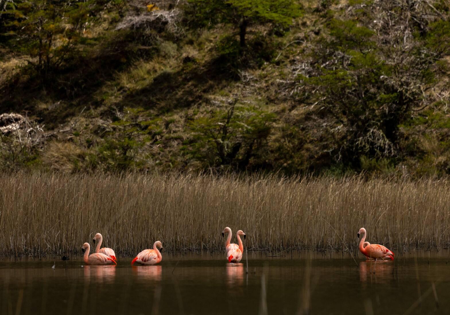 Flamingos in Patagonia National Park, Chili.
© Rolex/Sofía López Mañan