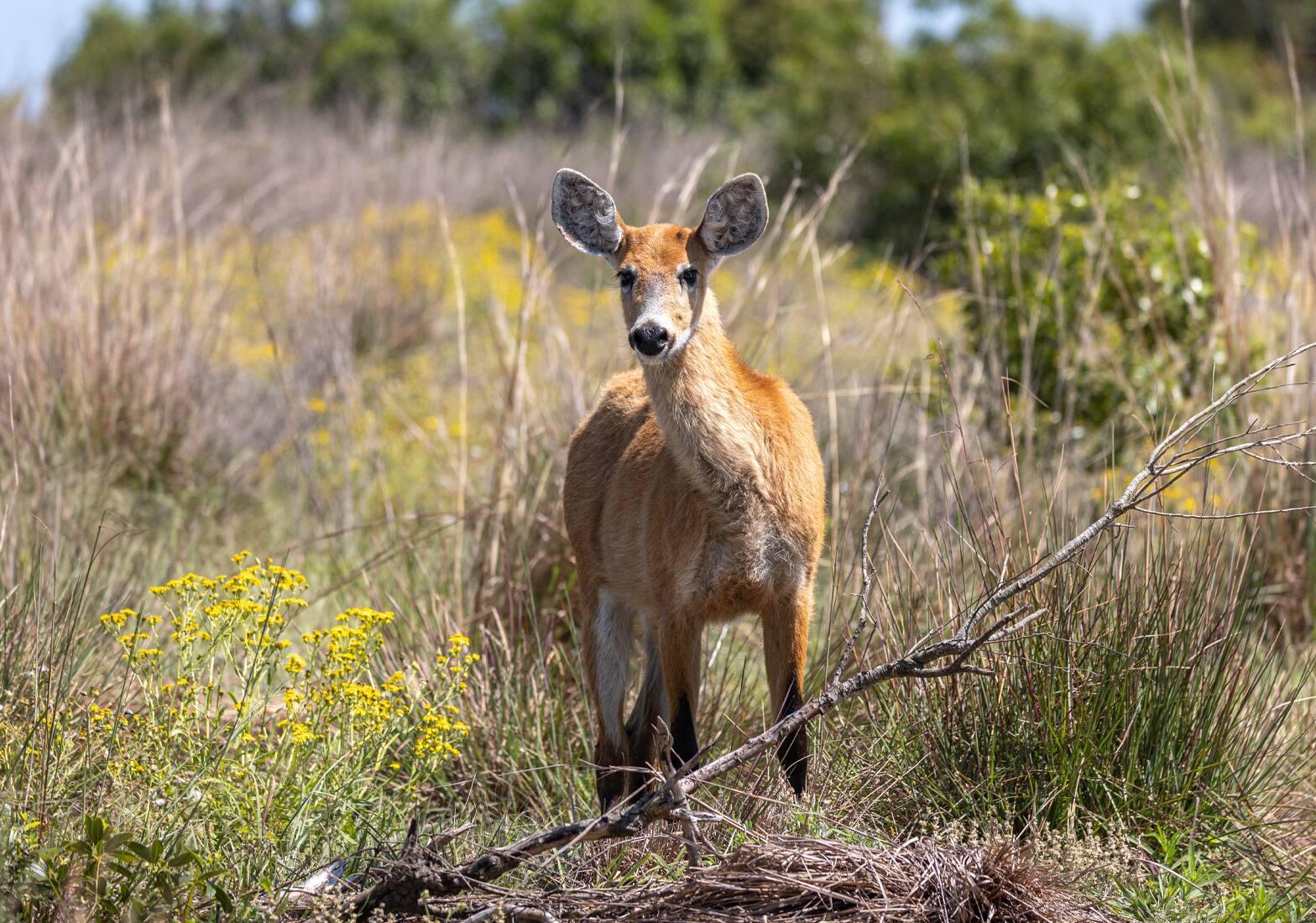 Le cerf des pampas a été une espèce menacée mais revient tout doucement dans son habitat, signe que le réensauvagement de la nature en Amérique du Sud est en bonne voie. © Rolex/Sofía López Mañan