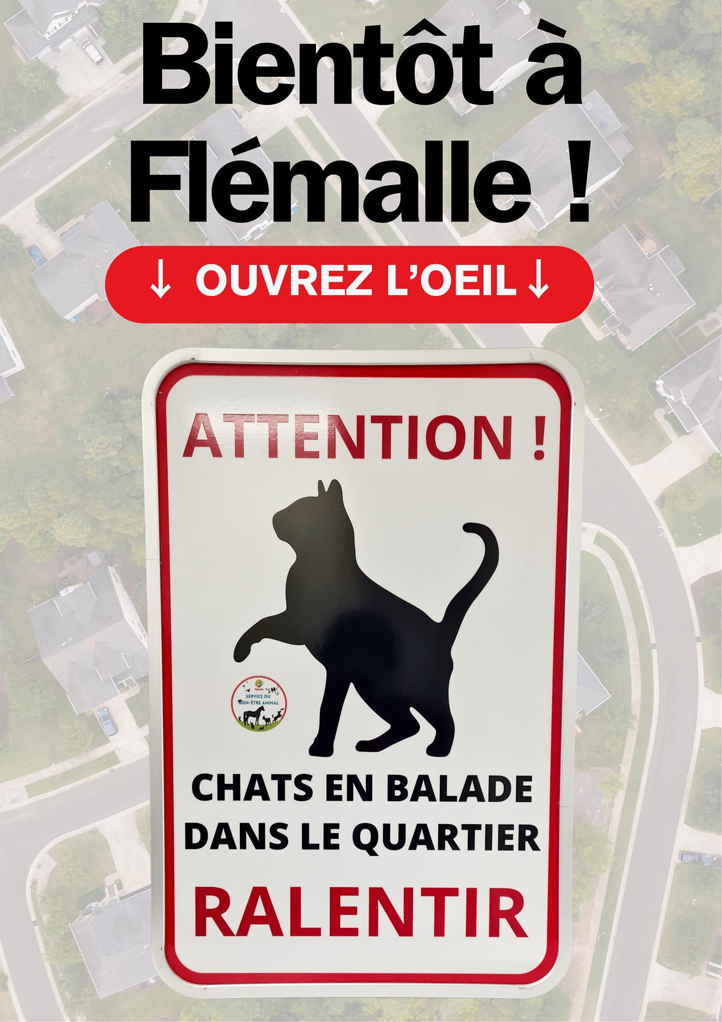 Panneaux "Attention! Chats en balade".