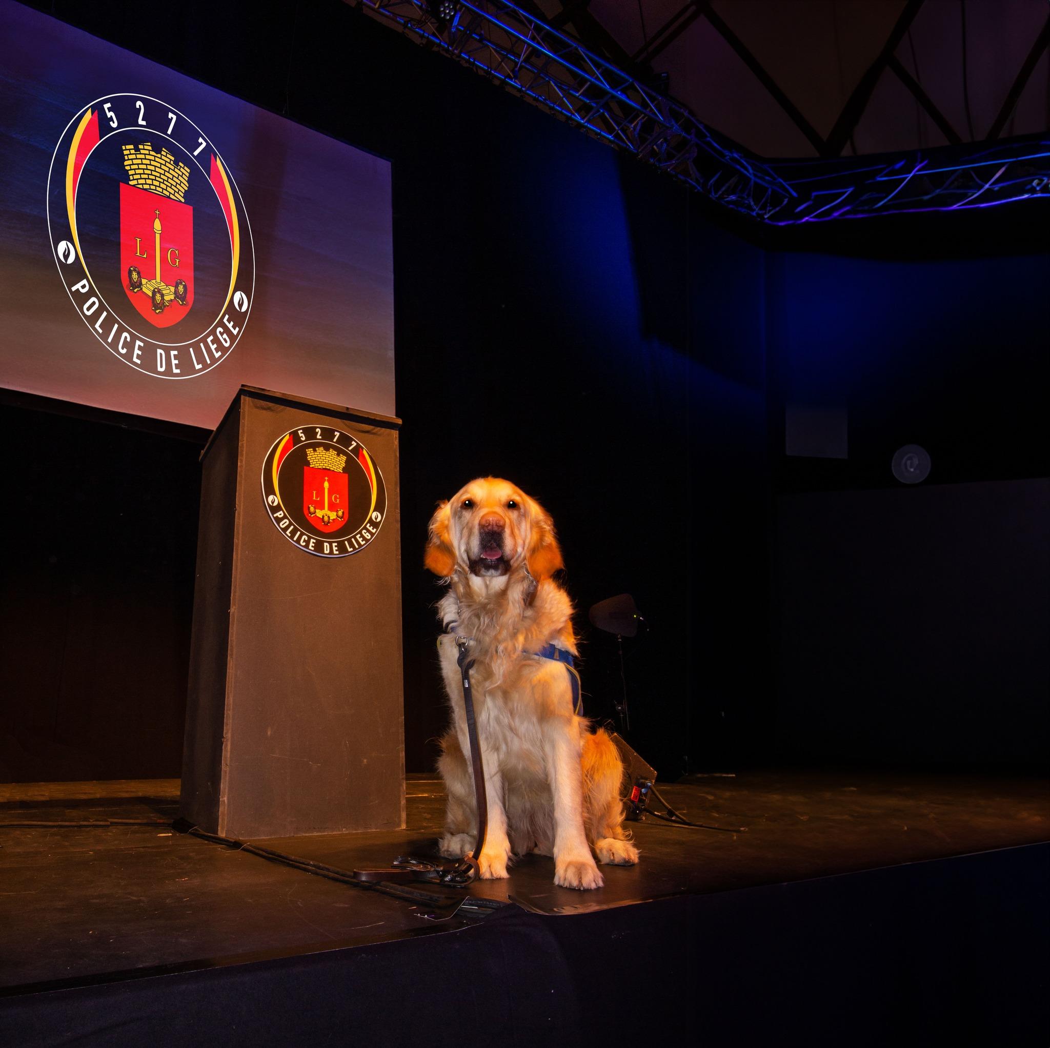 MJ, le nouveau chien de soutien de la police de Liège.