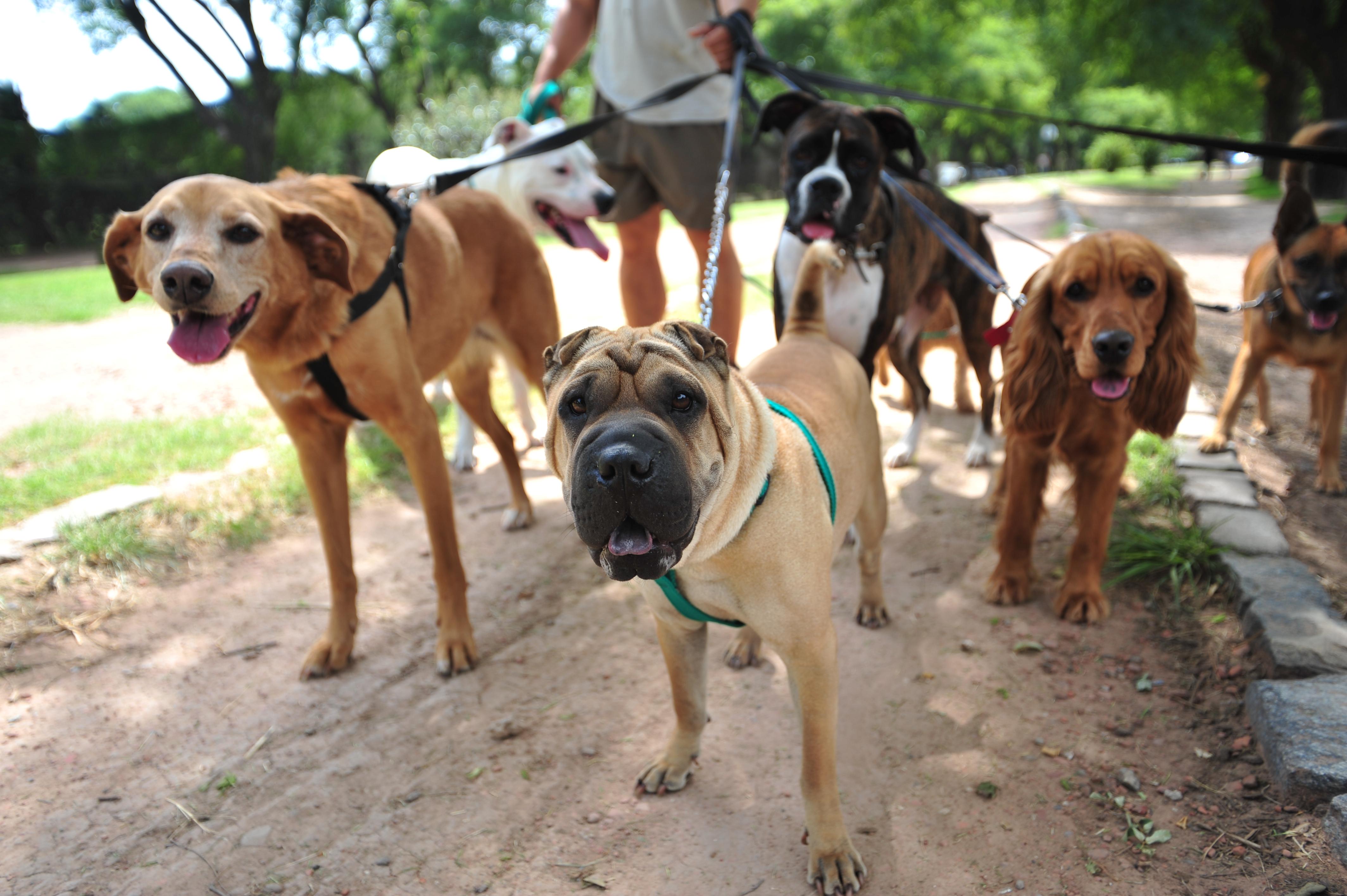 Dog-sitting promenade