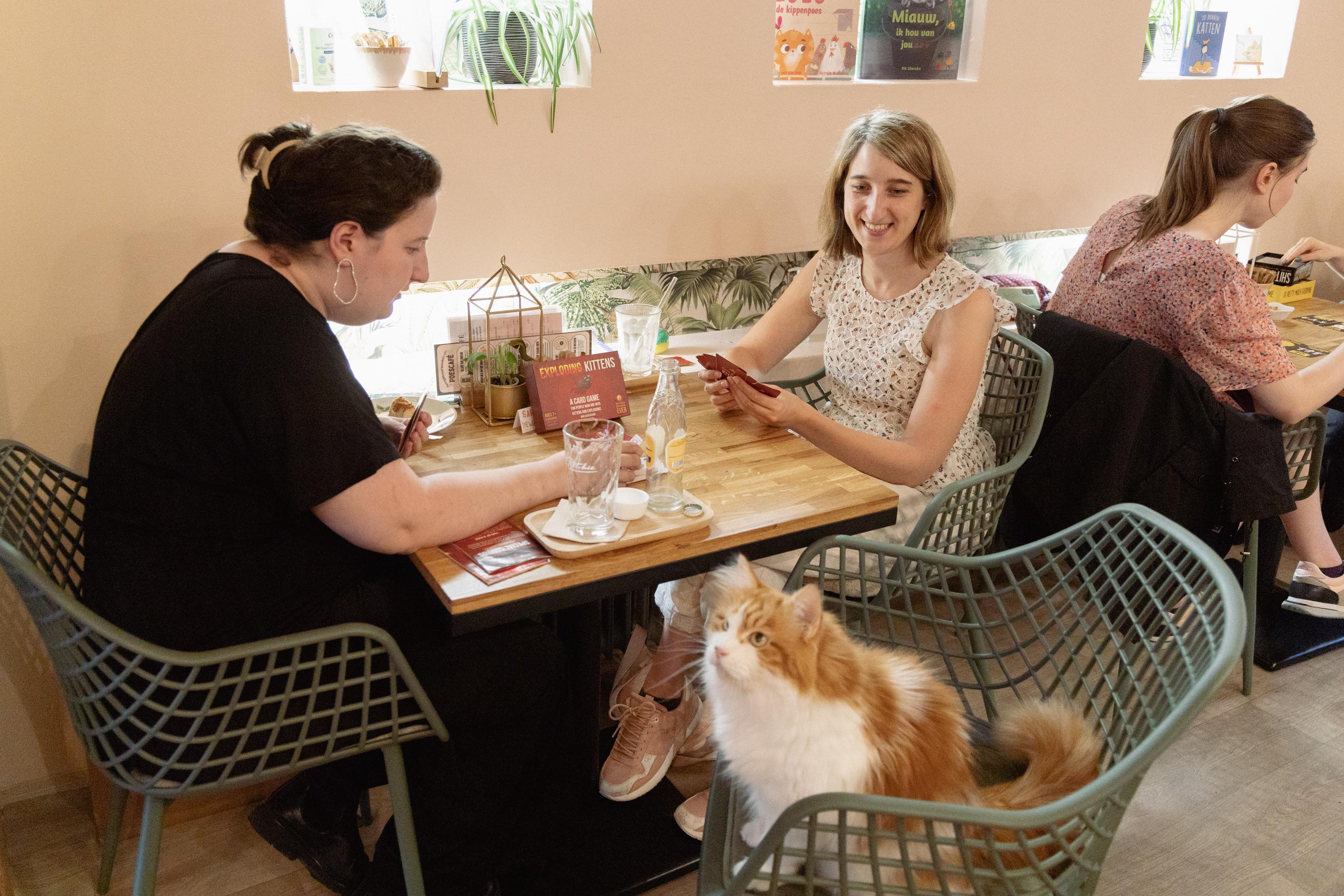 Soirée jeux de société bars à chats