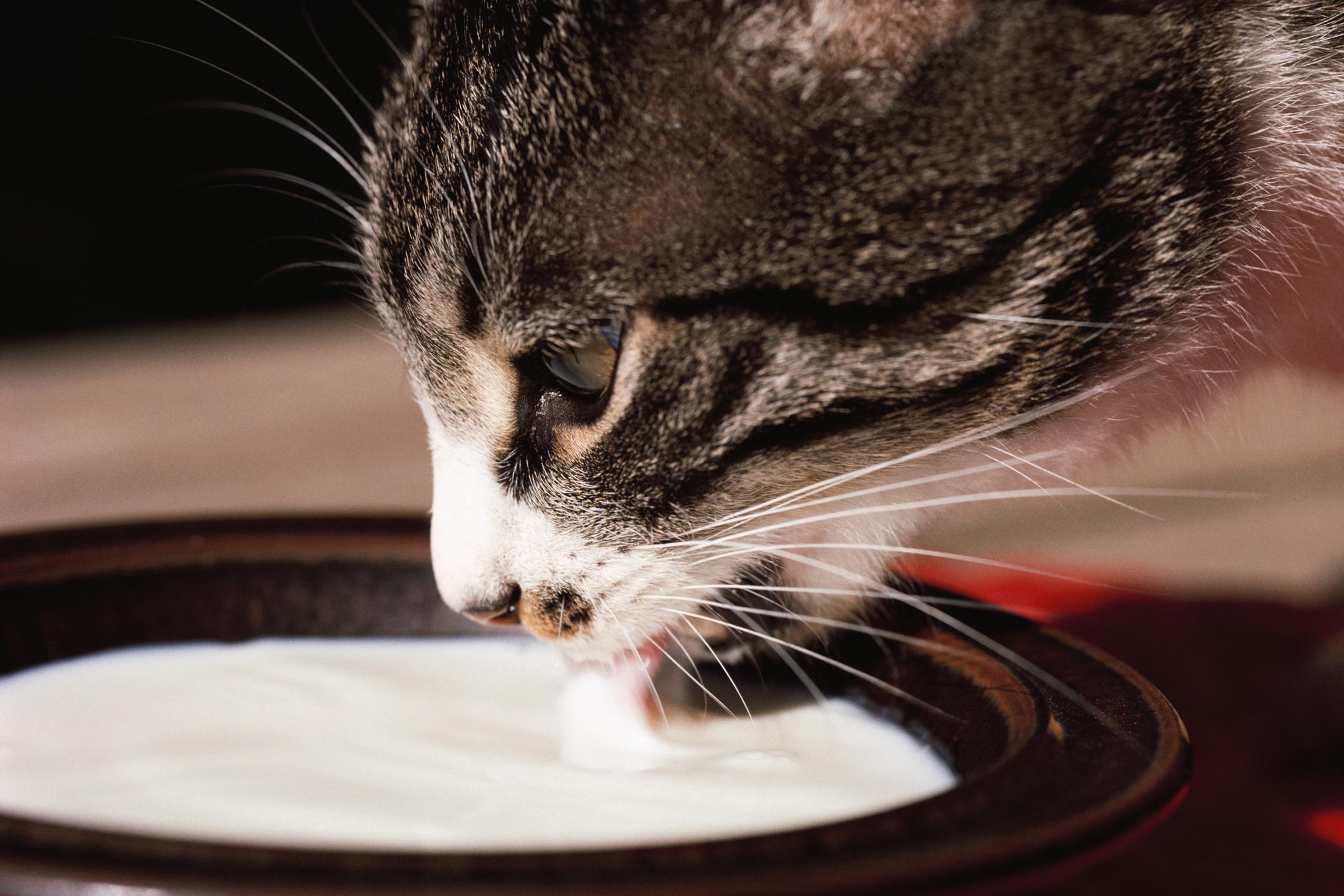 Mythe: les chats aiment le lait