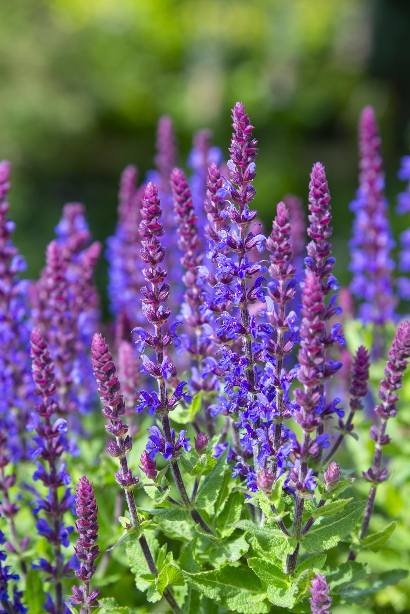 paarse bloemen in de tuin