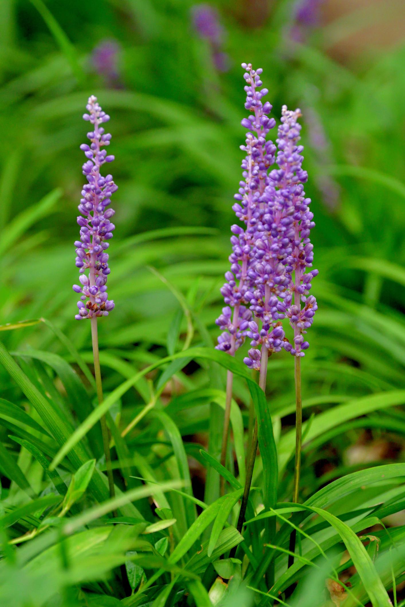 leliegras paars tuin vast plant