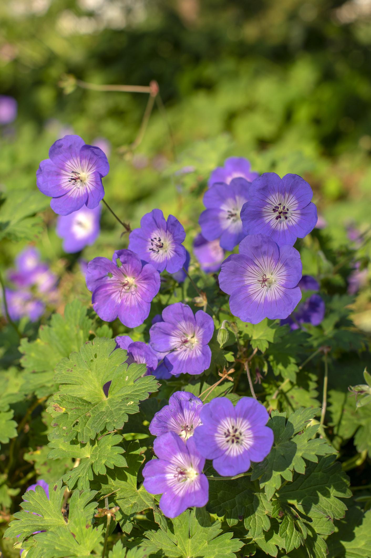 ooievaarsbek paars tuin bloemen