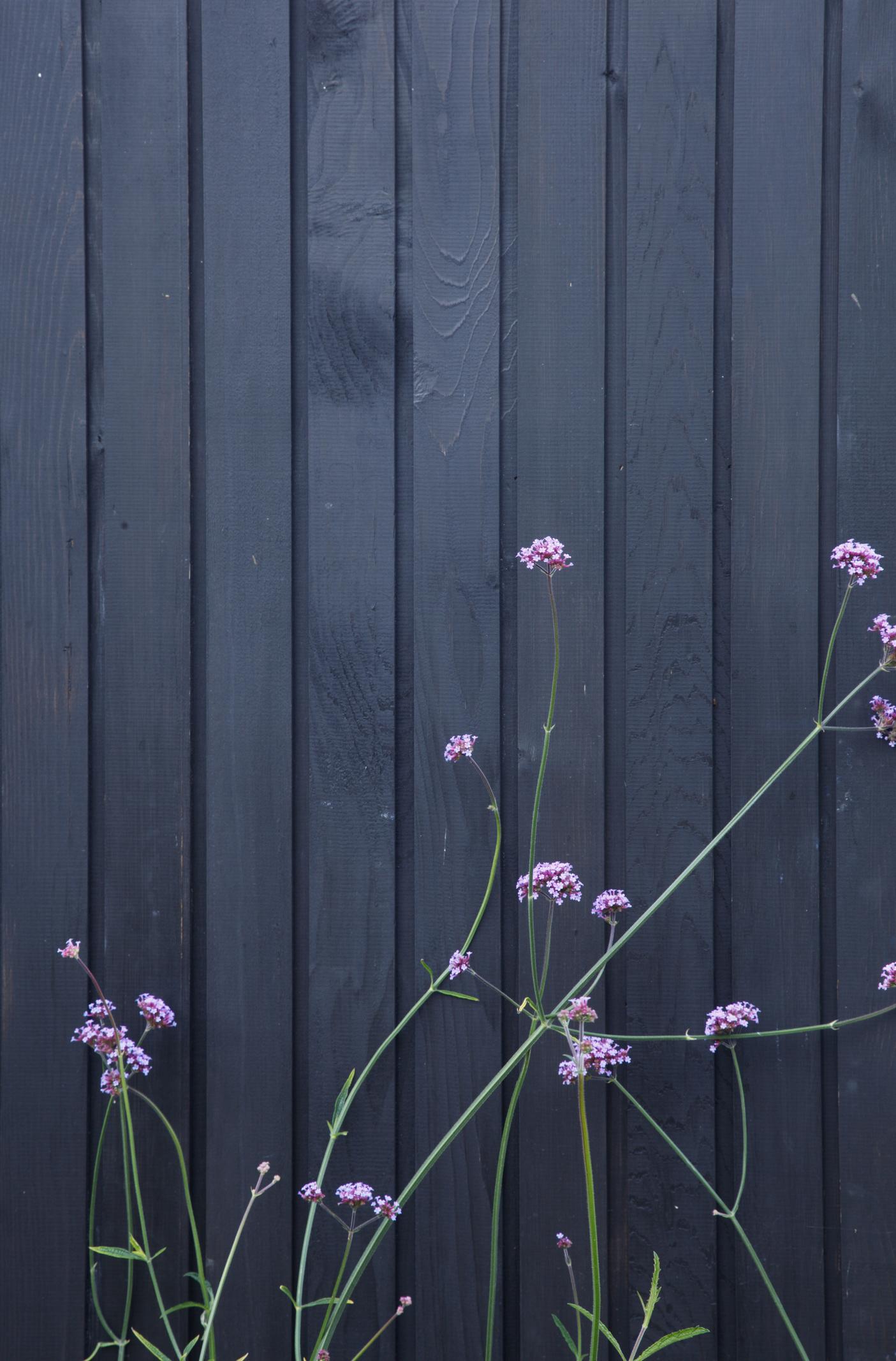 paarse bloemen tuin