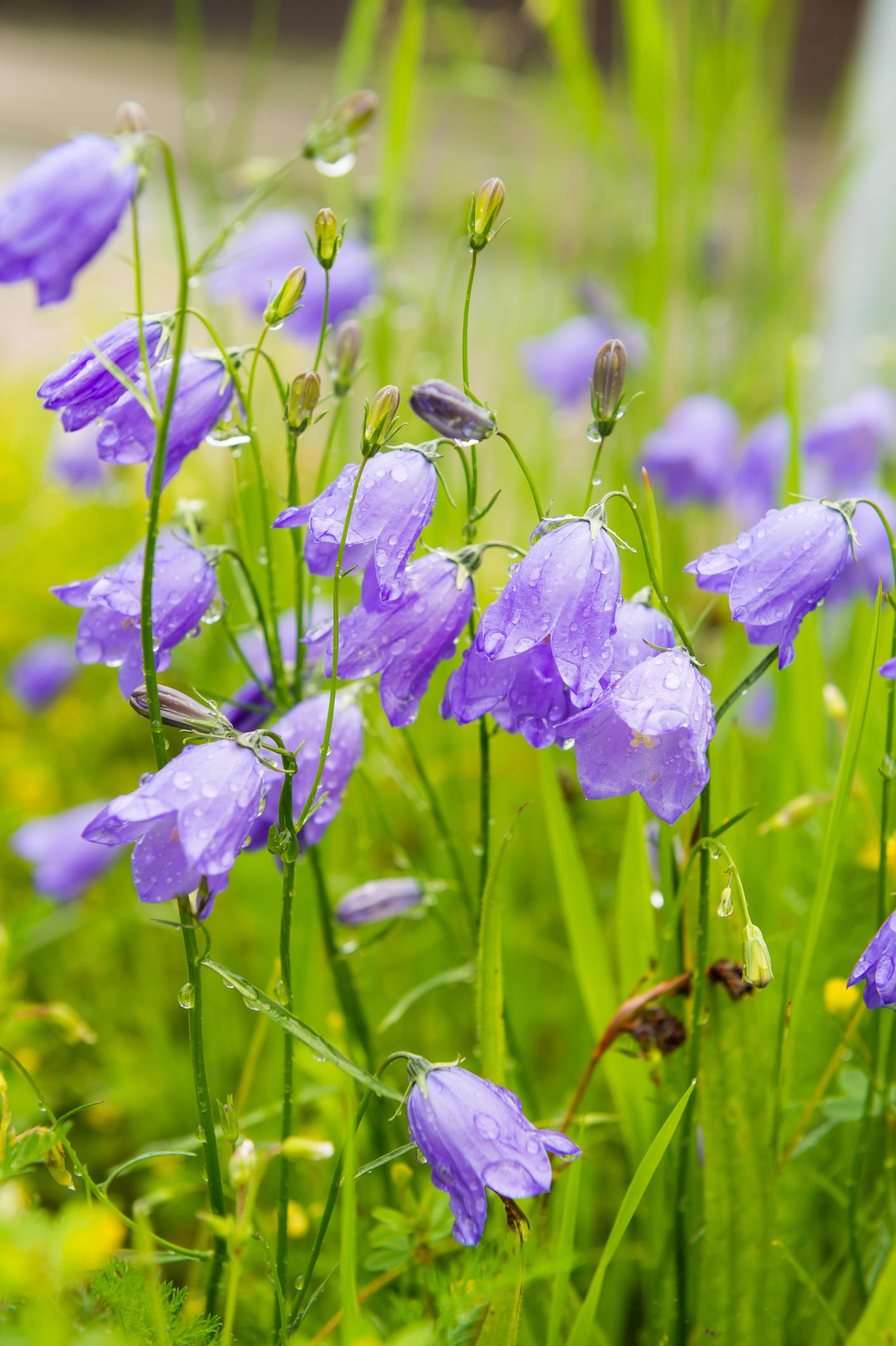 Campanula