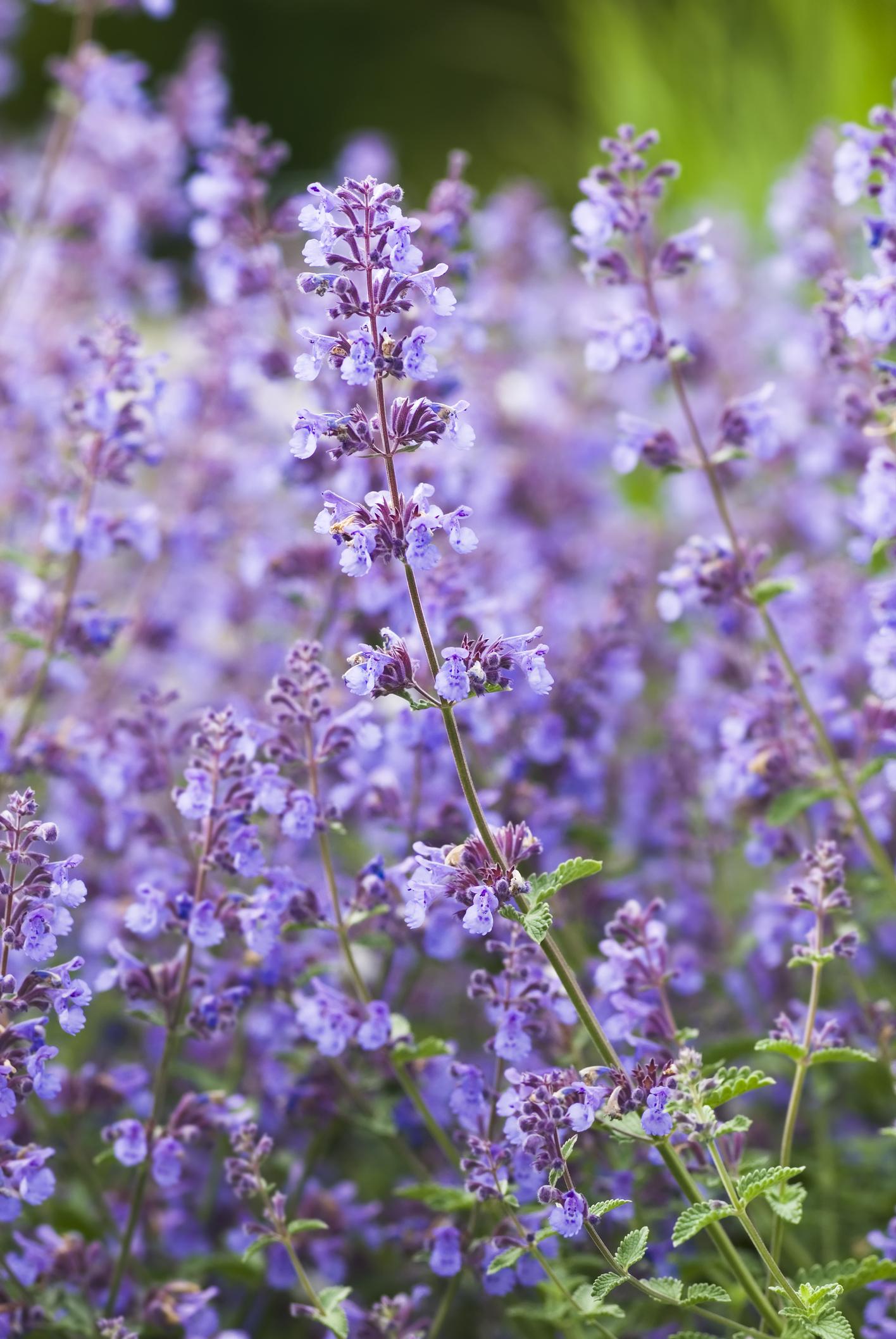 Nepeta kattenkruid