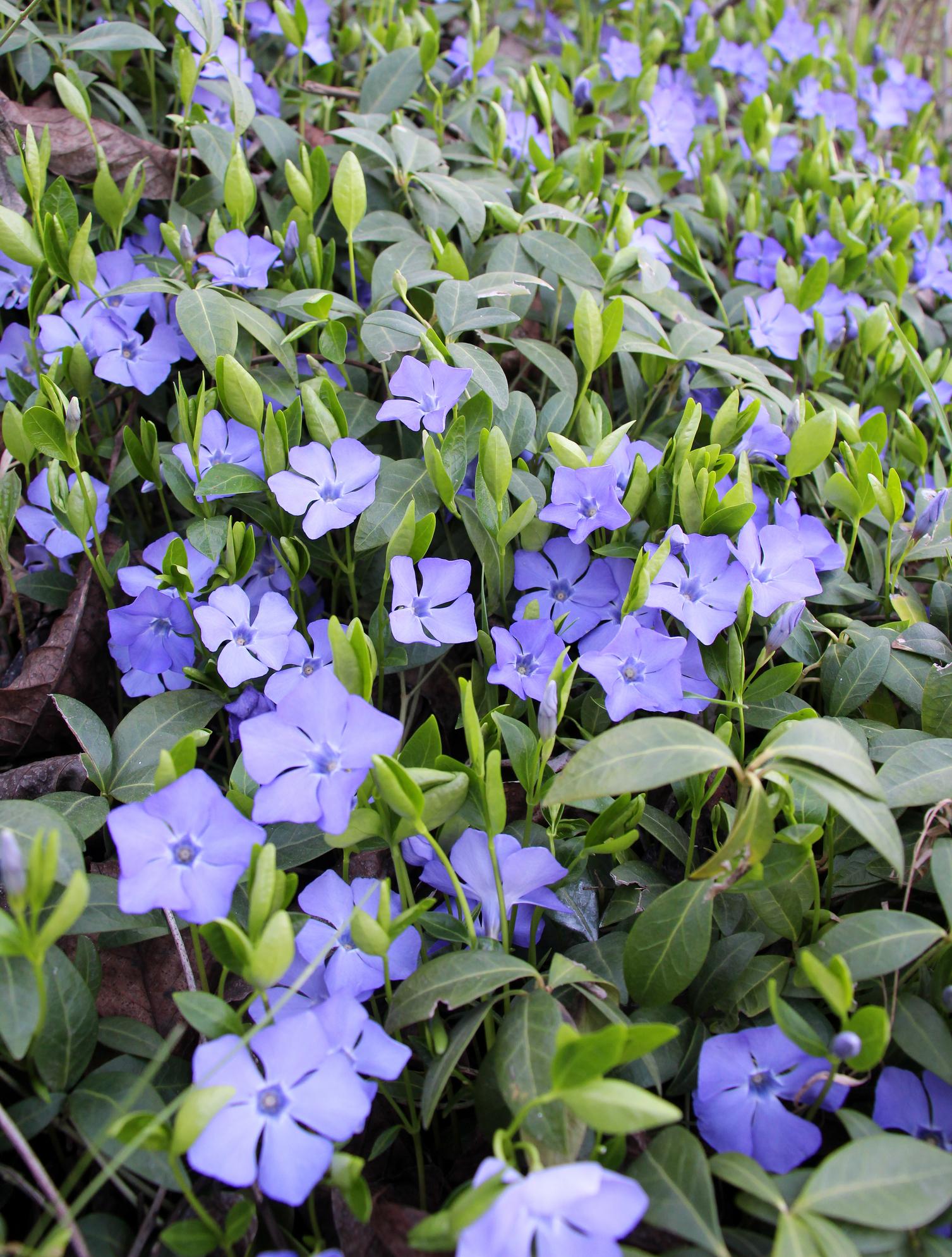 Vinca maagdenpalm