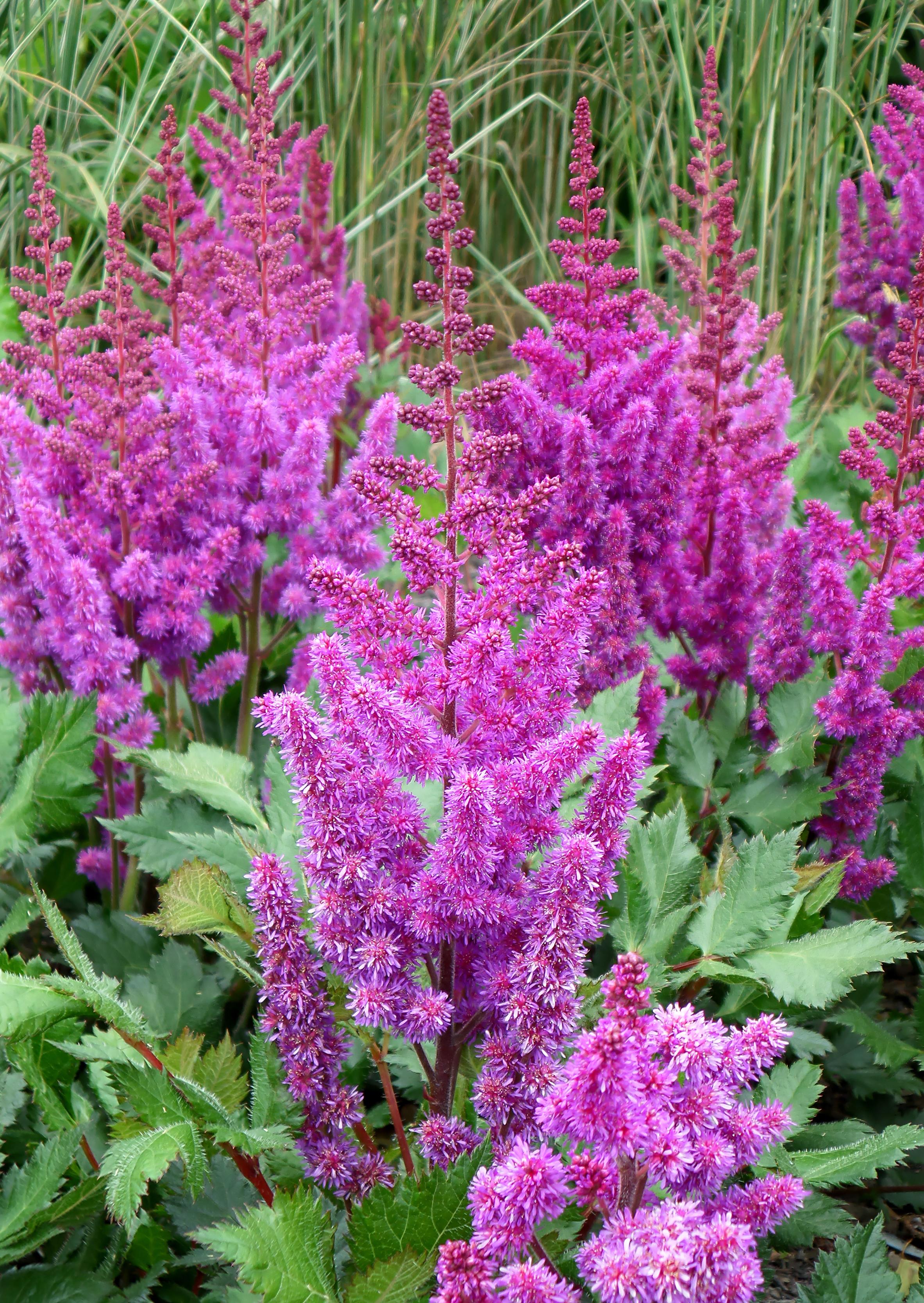 Astilbe paarse bloemen tuin