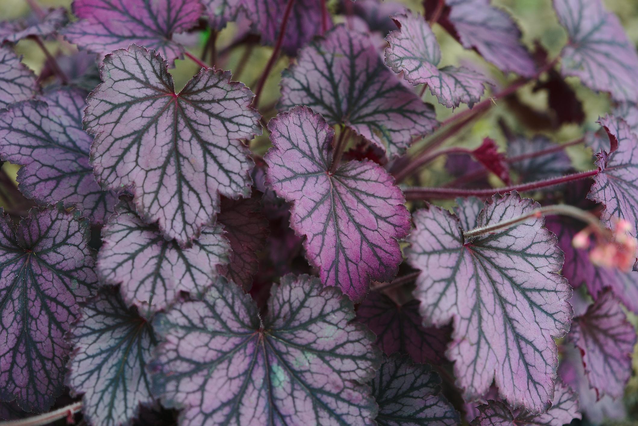 planten met paarse bladeren