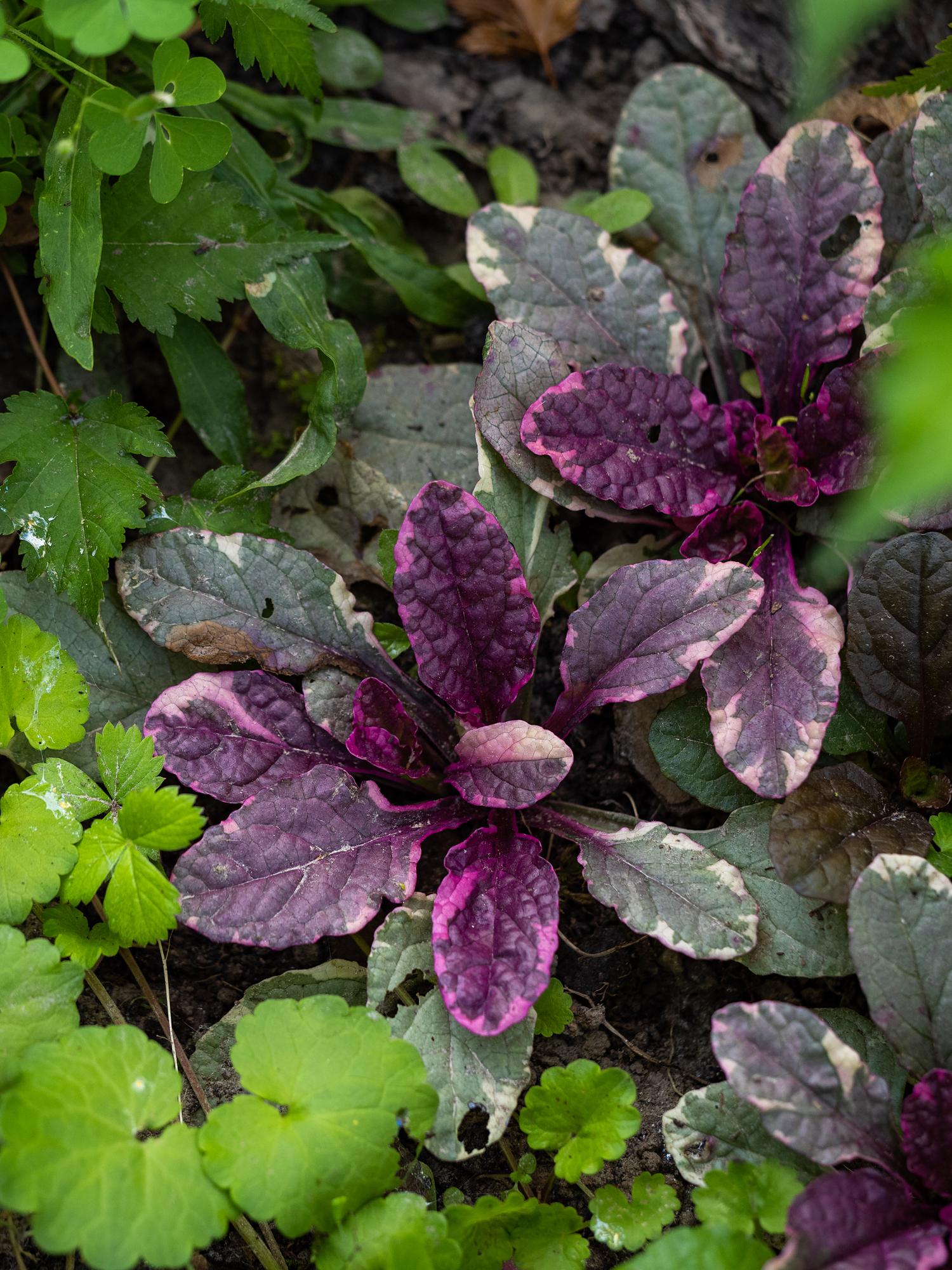 Ajuga