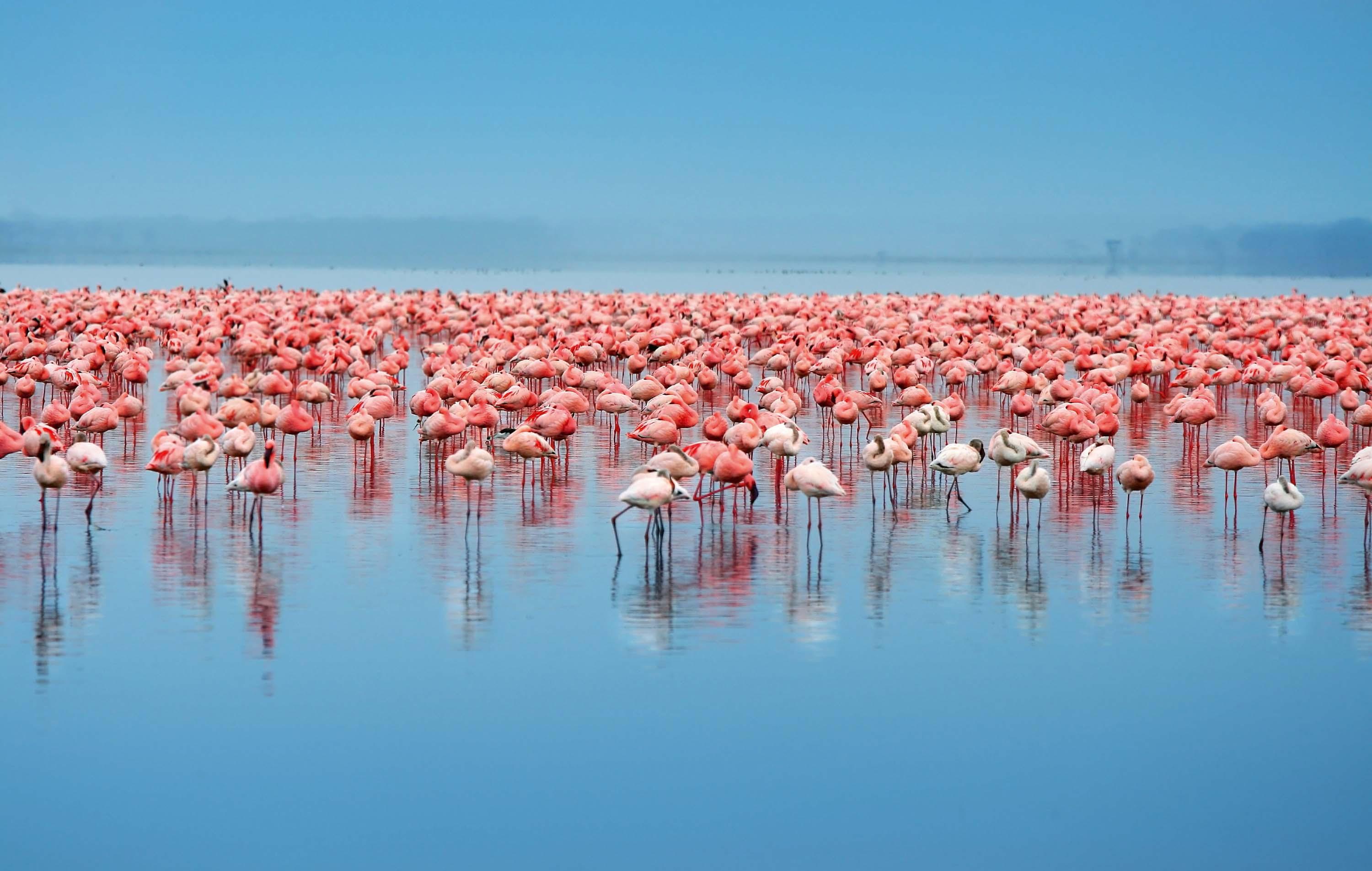 Lake Nakuru Nationaal park