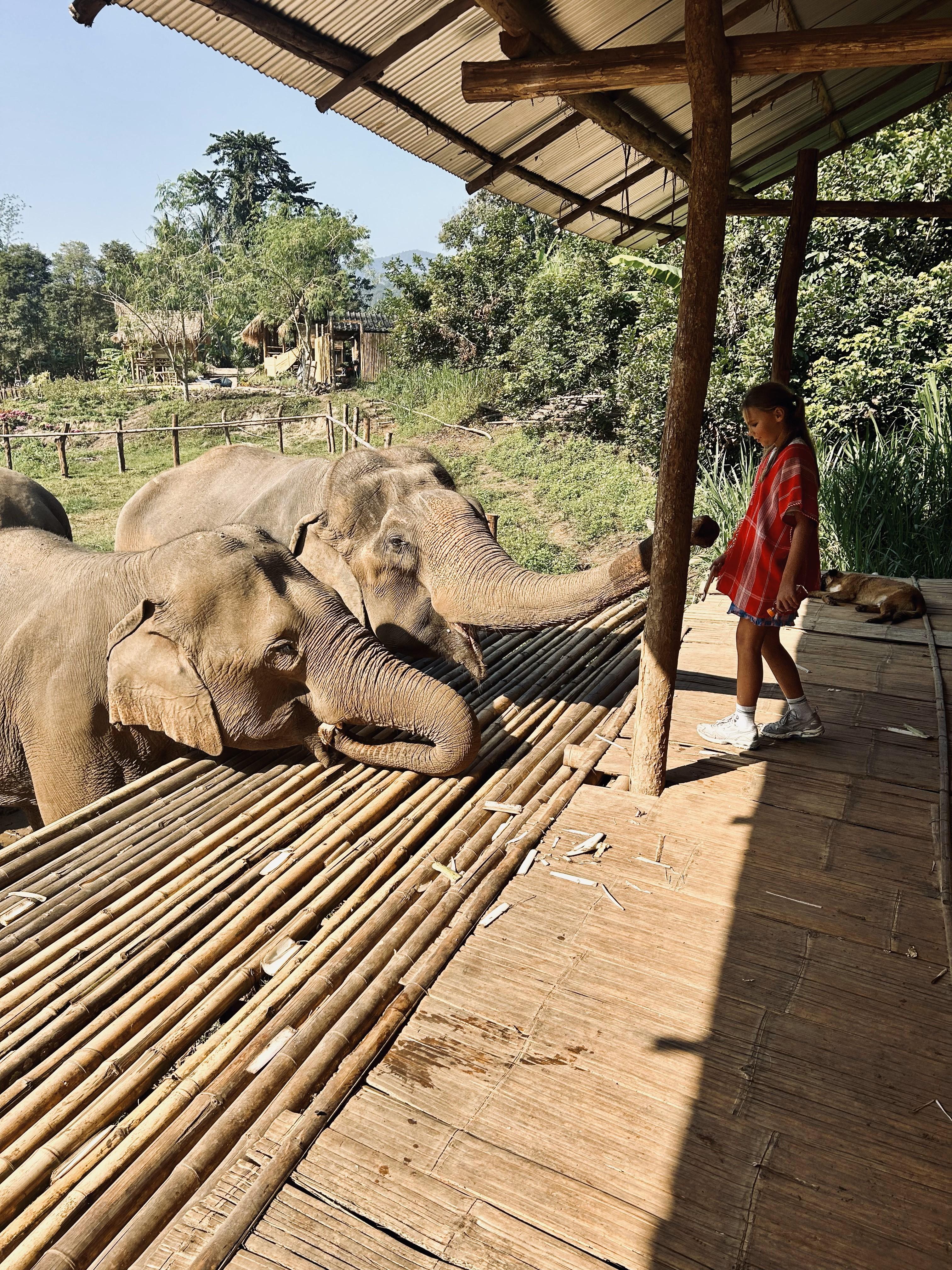 chiang mai olifanten