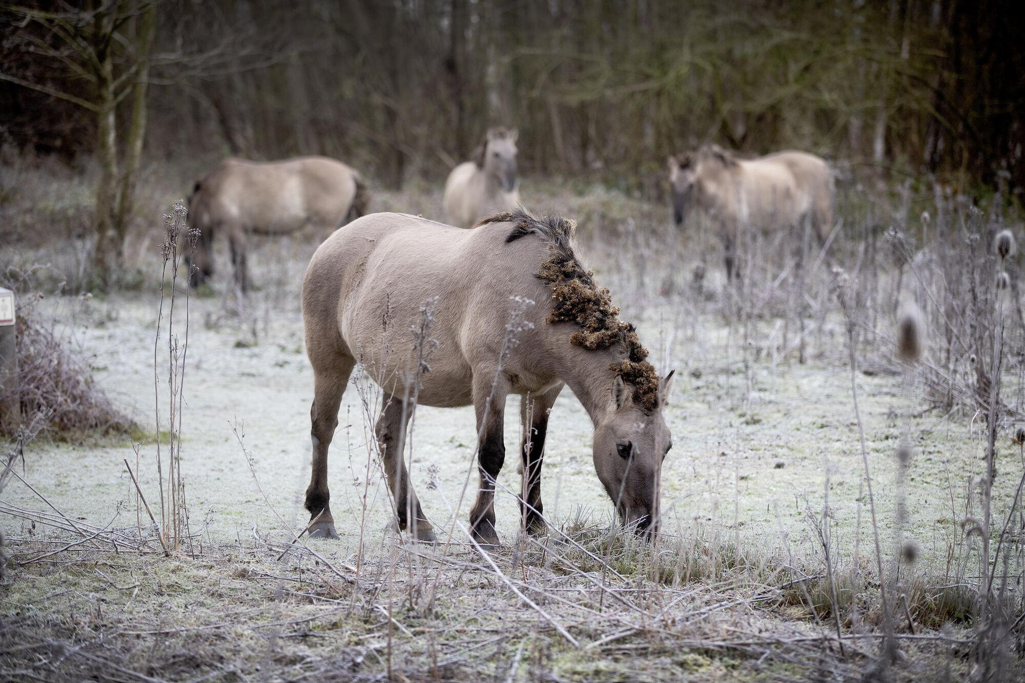 winter wandelen oost-vlaanderen