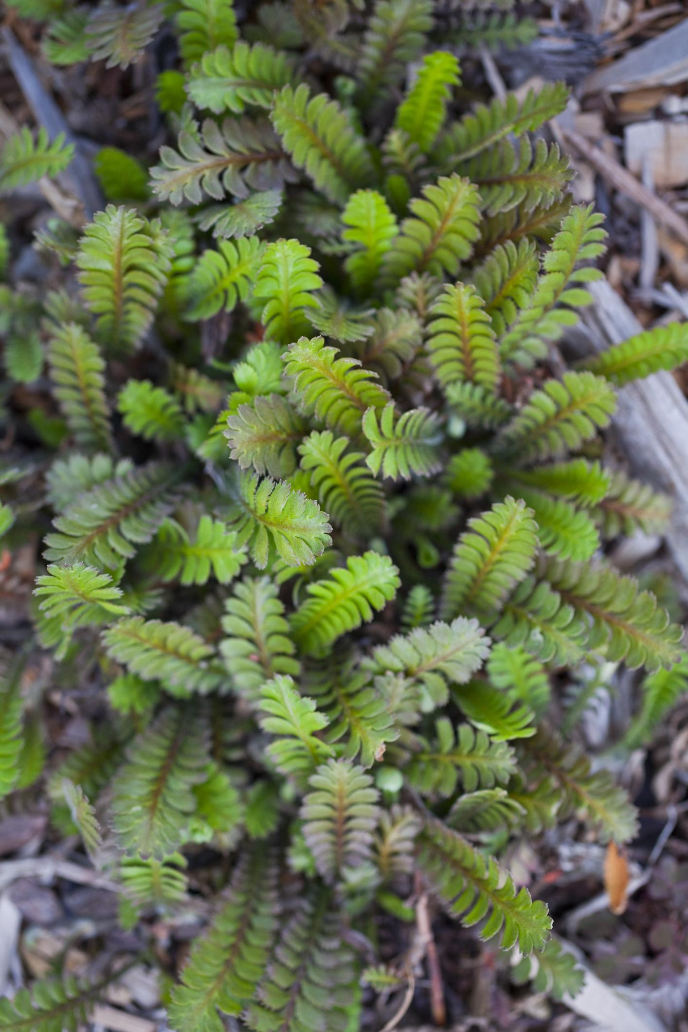 wintergroene planten