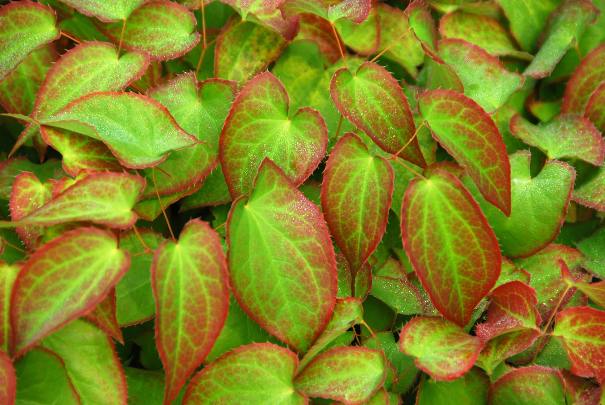 wintergroene planten