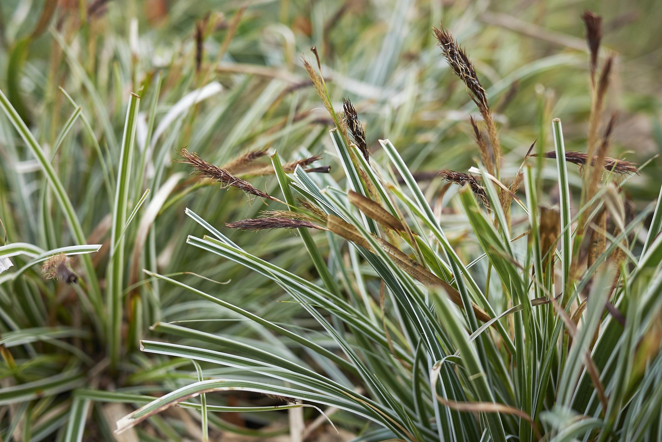 wintergroene planten