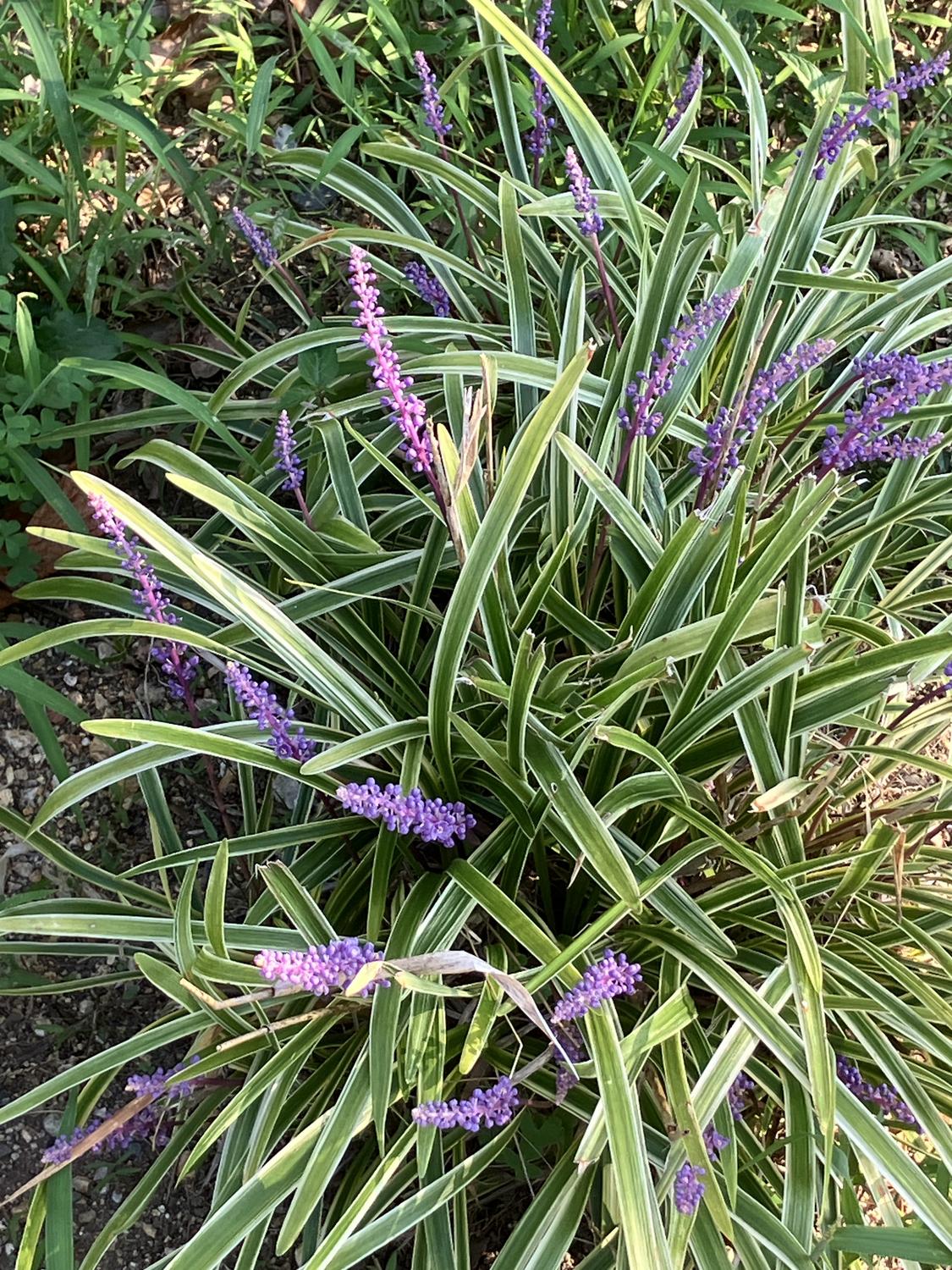 wintergroene planten