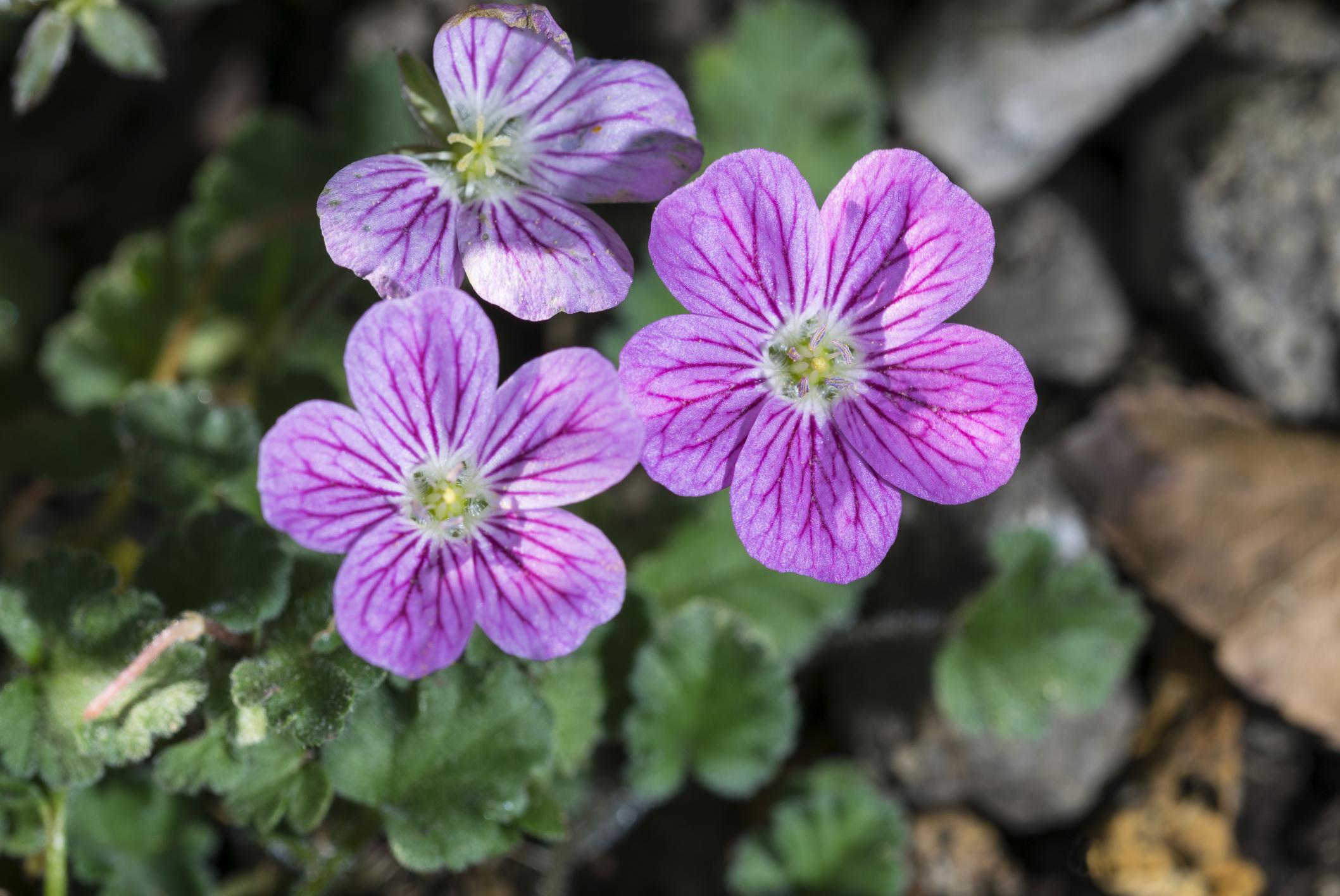 wintergroene planten