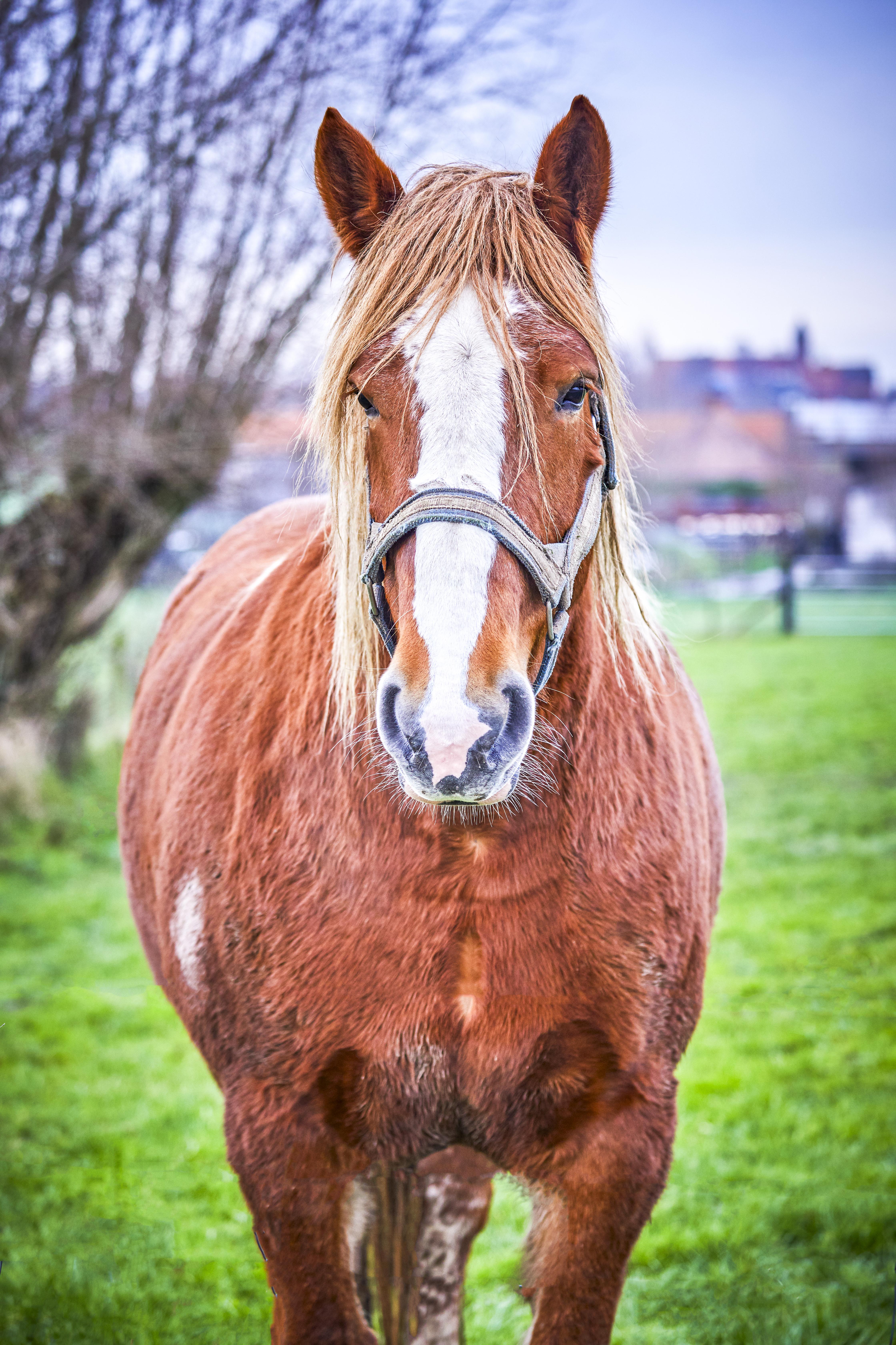 ieperboog oost