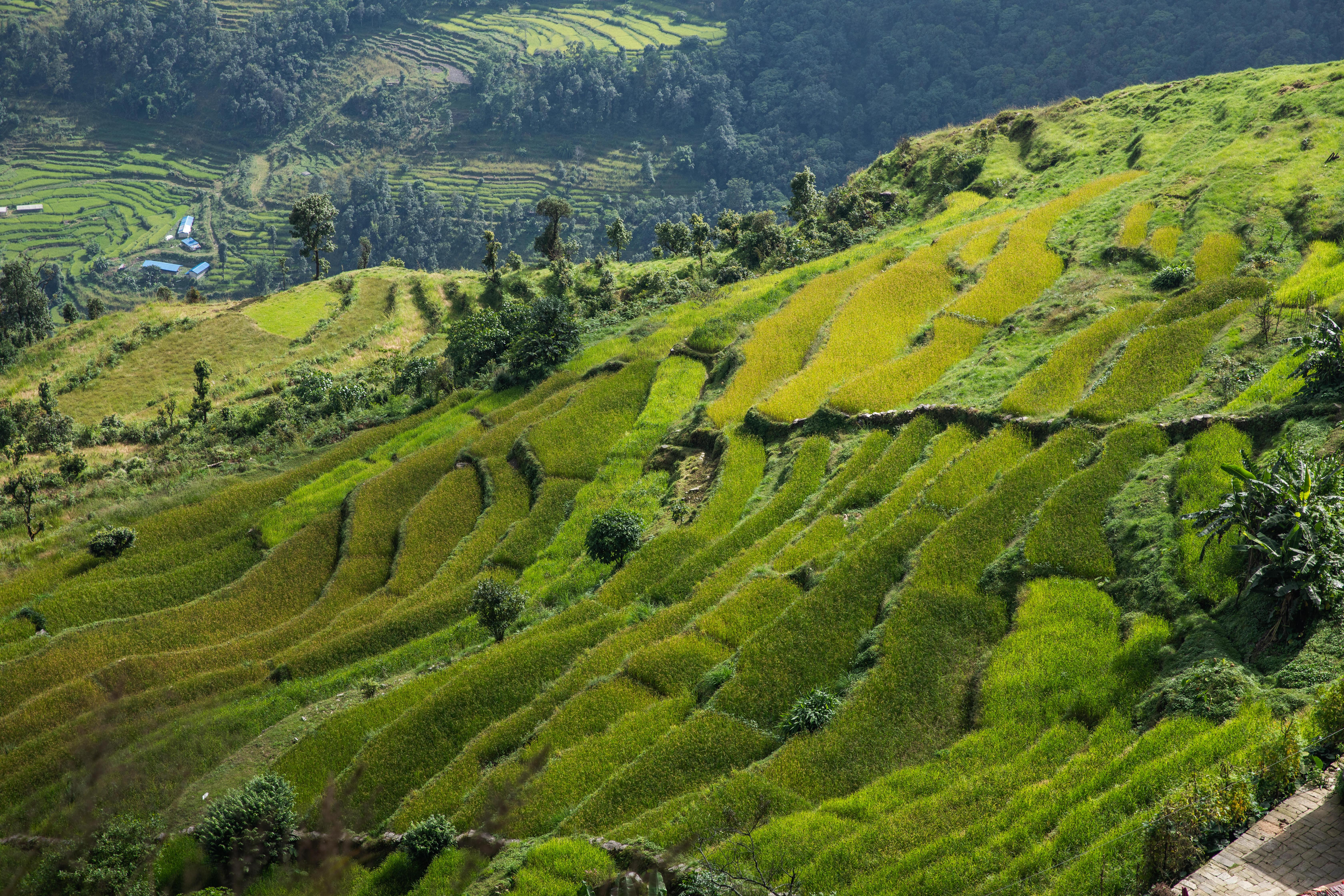 Rijstvelden Nepal 