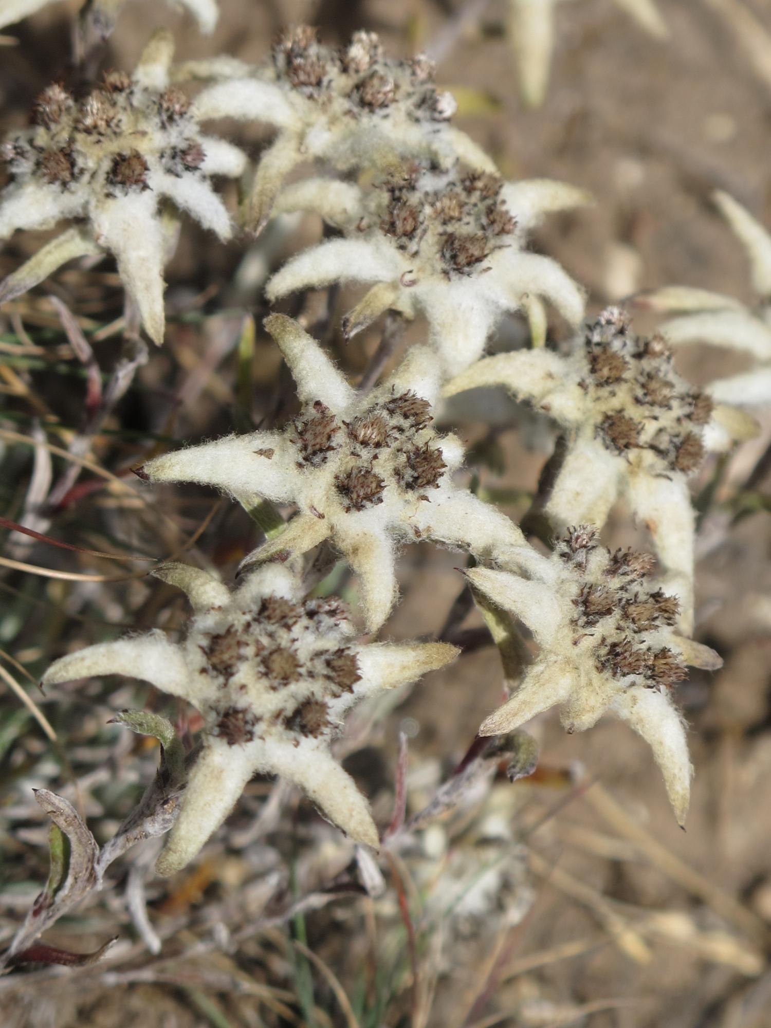 Edelweiss Nepal