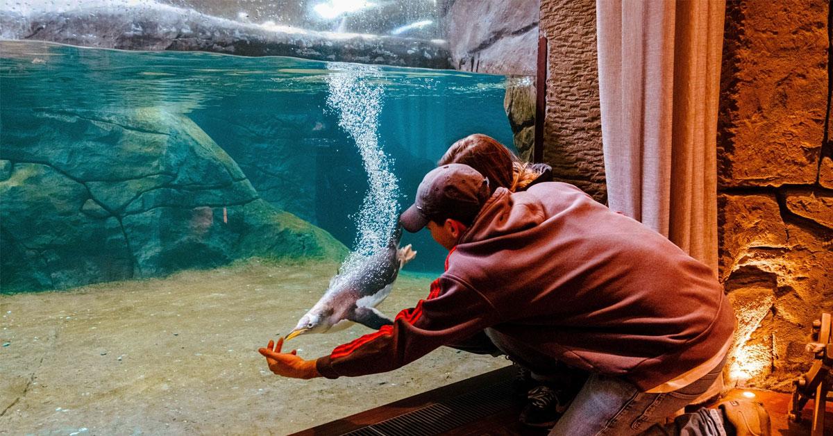 pairi daiza