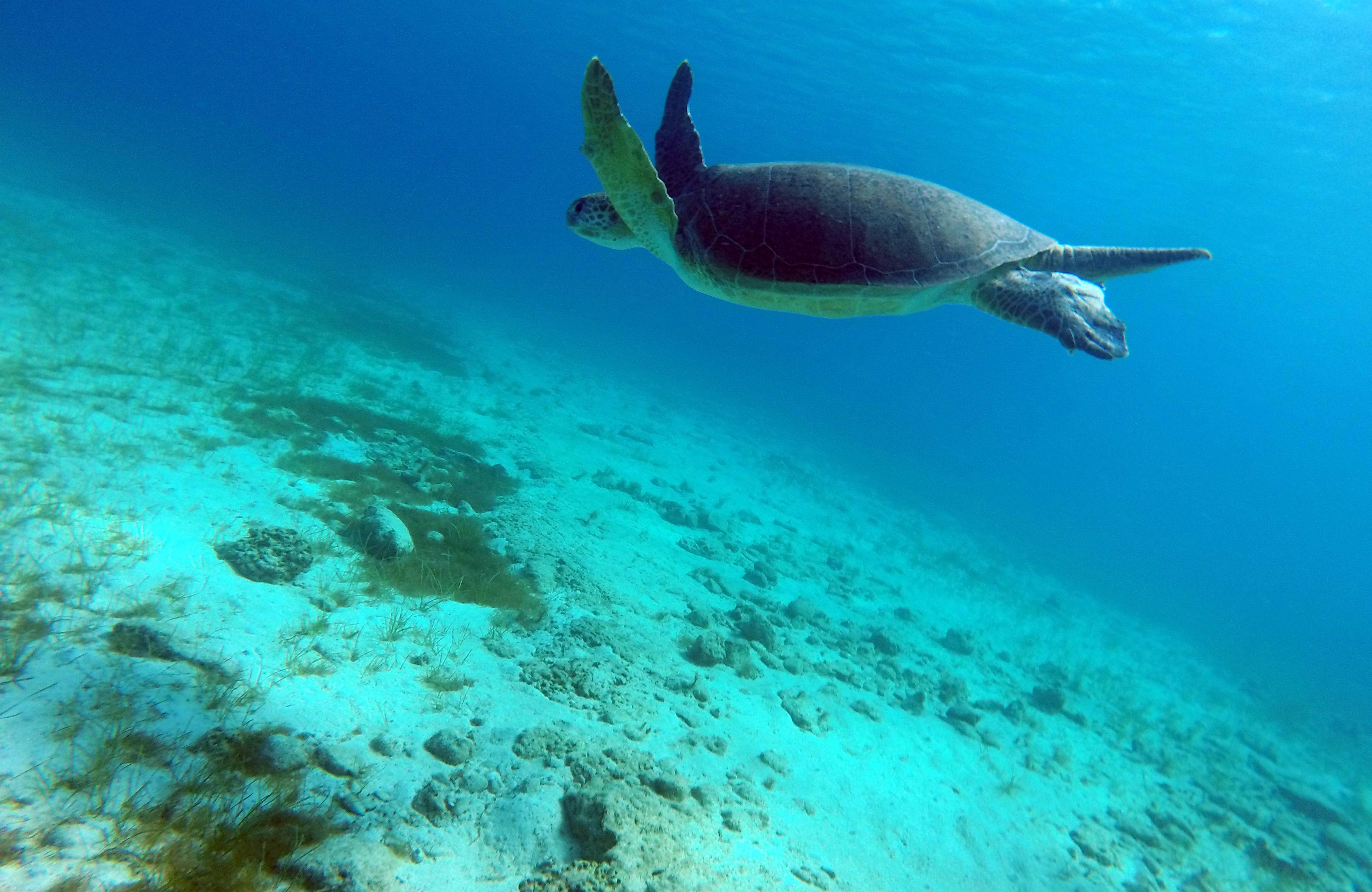 Snorkelen in Cyprus