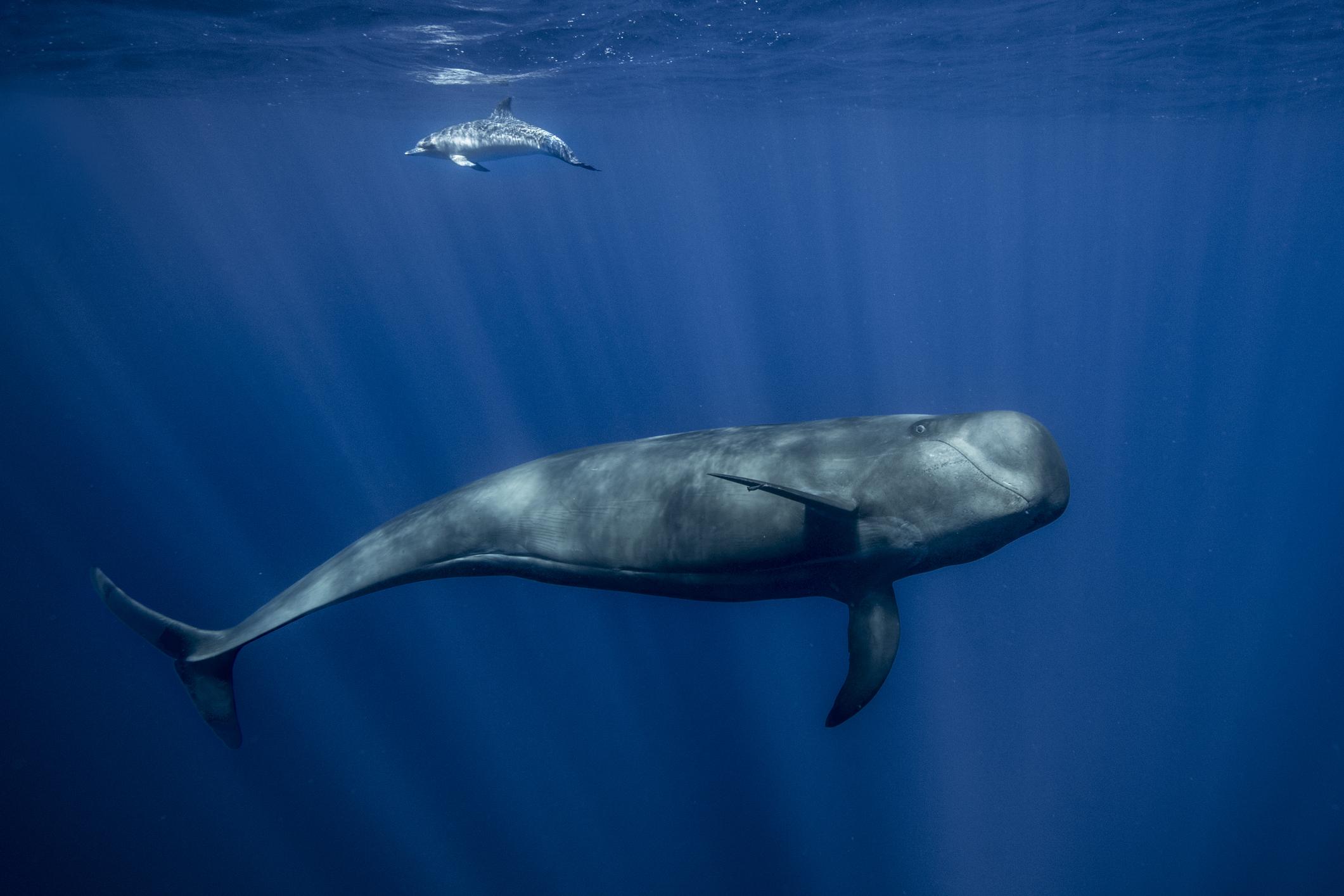 Pilot Whale in Tenerife