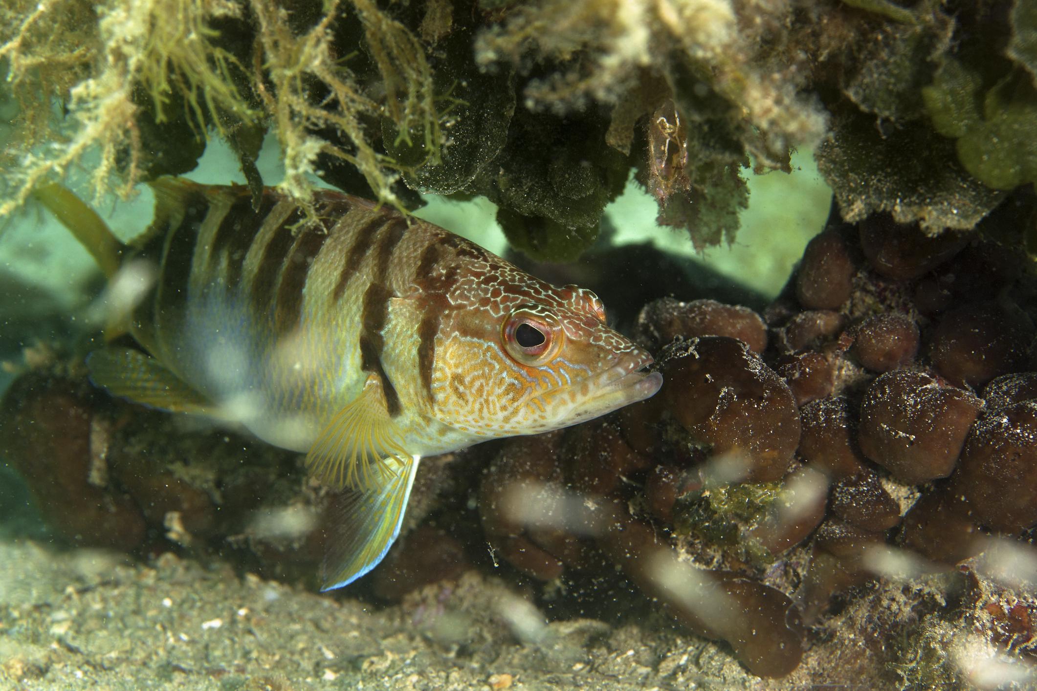 Snorkelen in KroatiÃ« 
