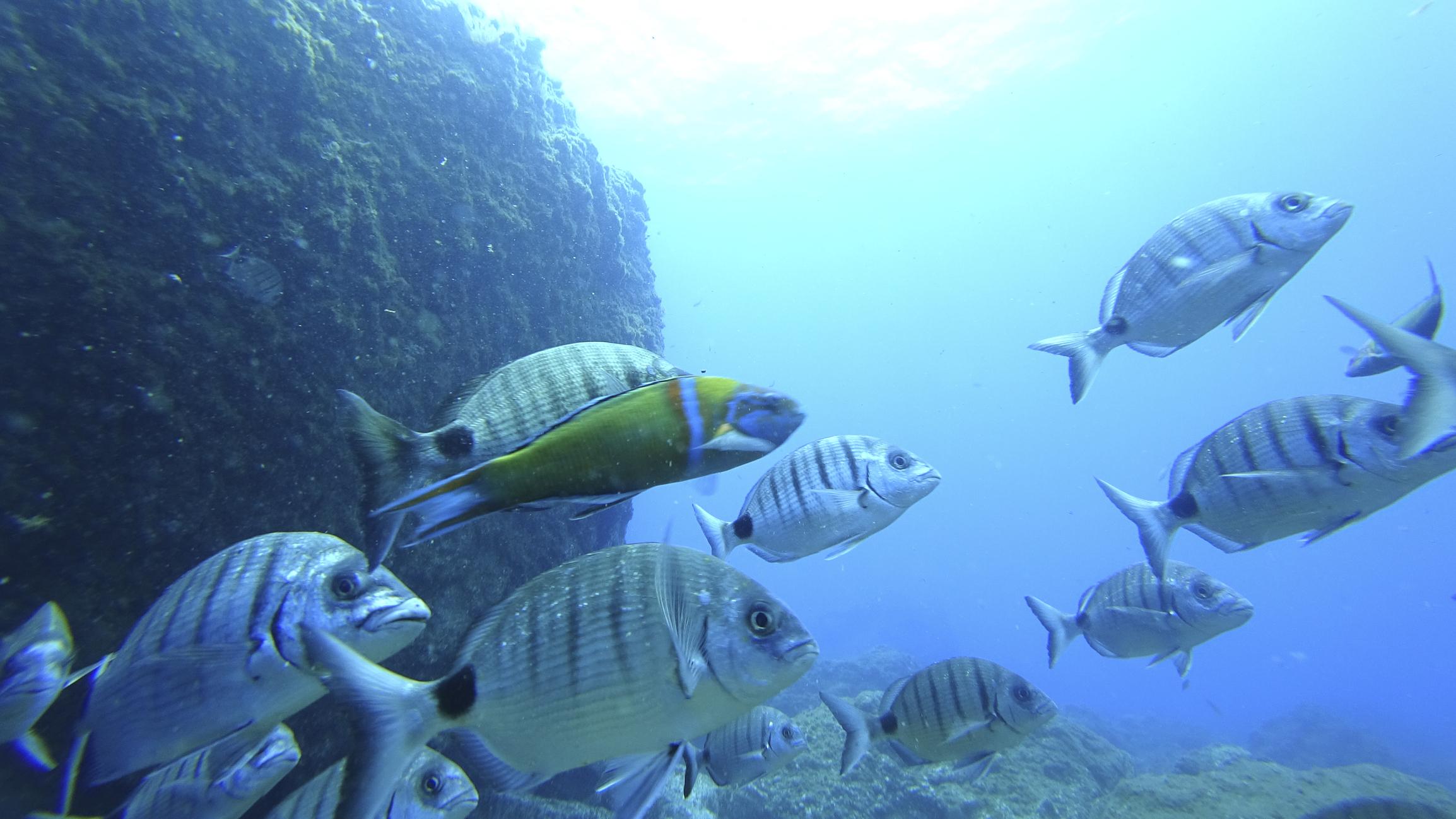 Snorkelen in Maderia