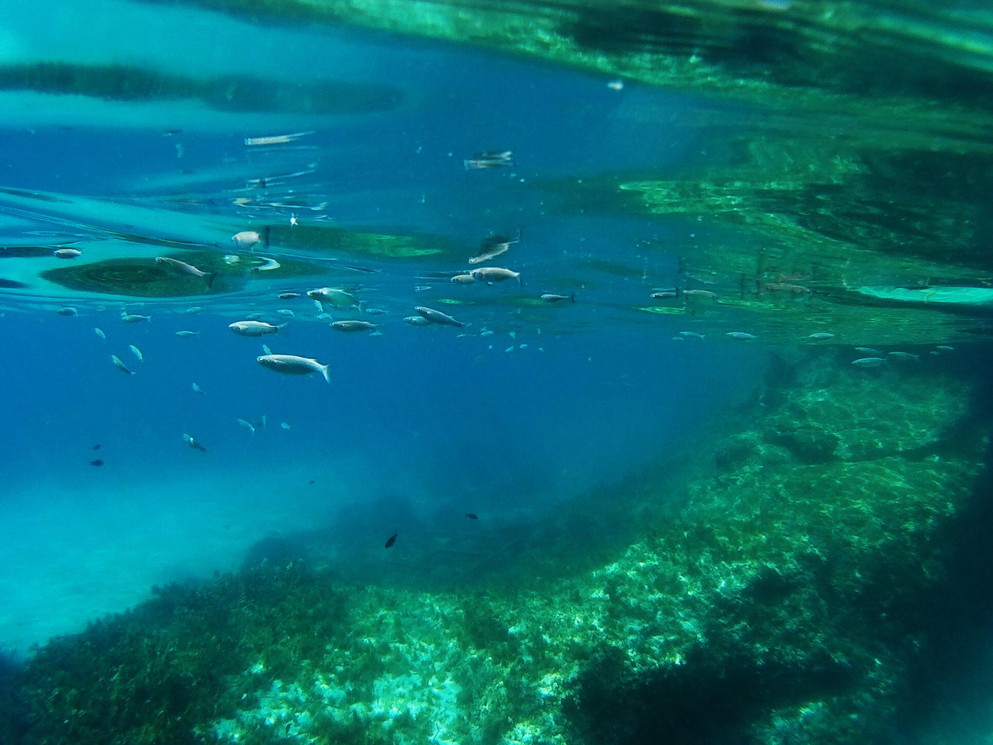 Snorkelen in Malta