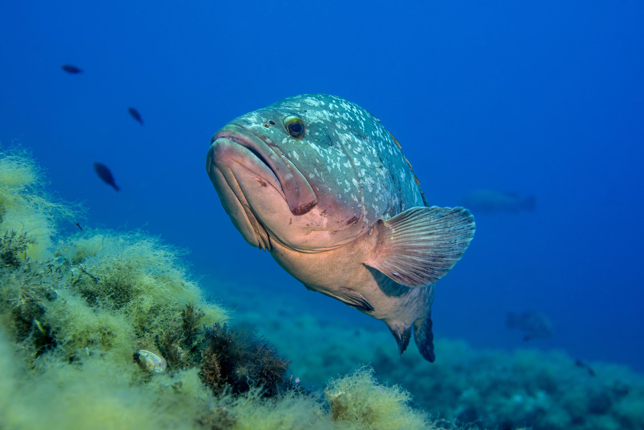 Corsica