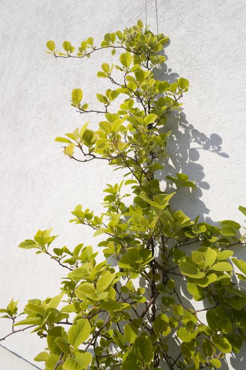 klimplant kiwi