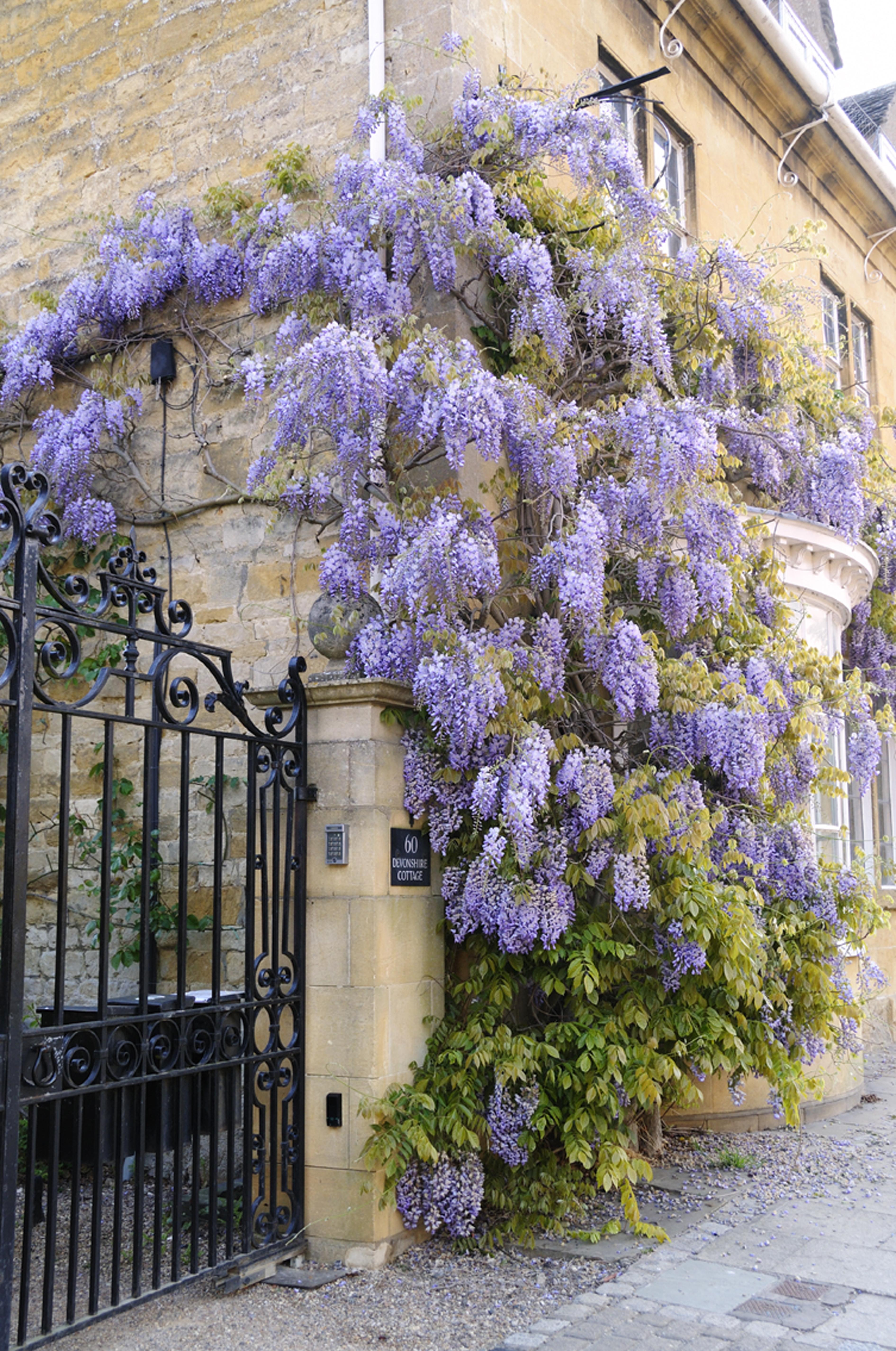 wisteria