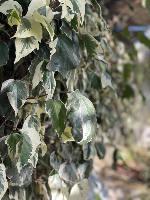 klimplanten