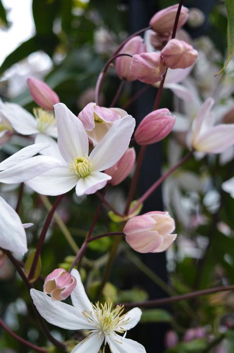 clematis