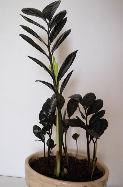 zz-plant zwart