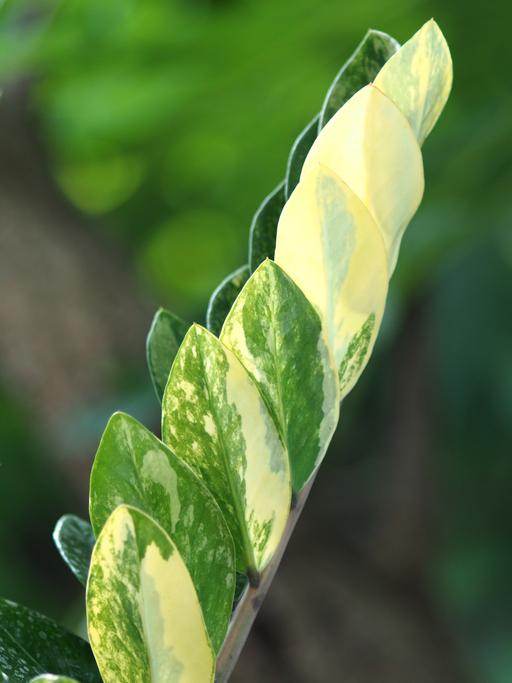 zz-plant crème