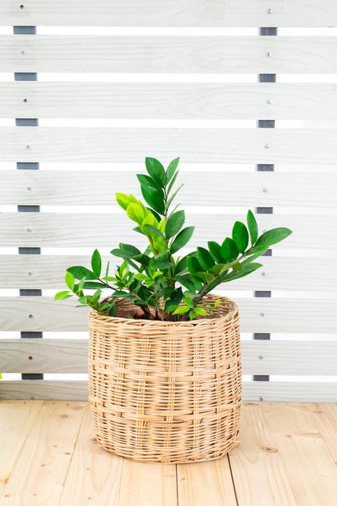 zz-plant dwergvariant