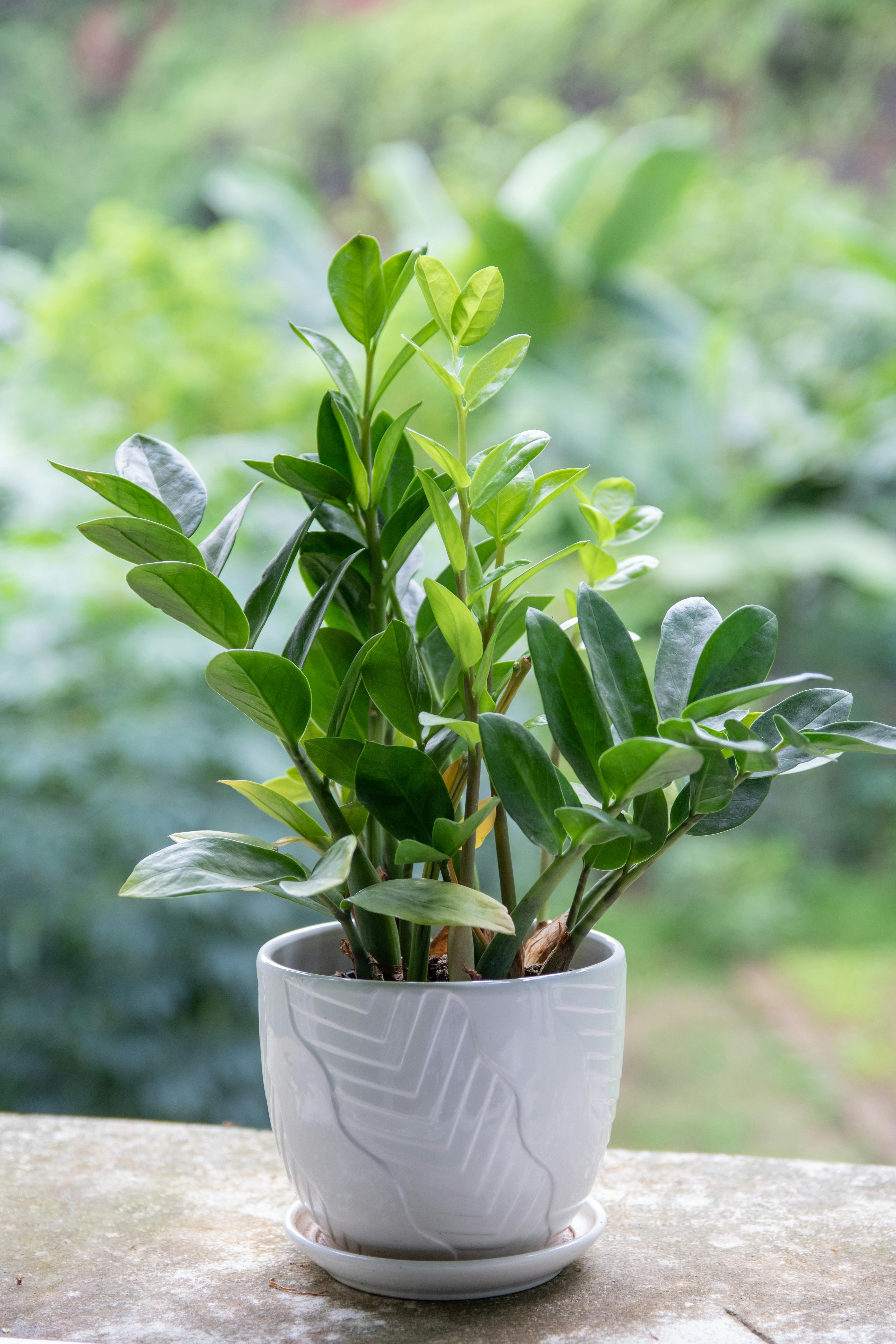 makkelijke planten