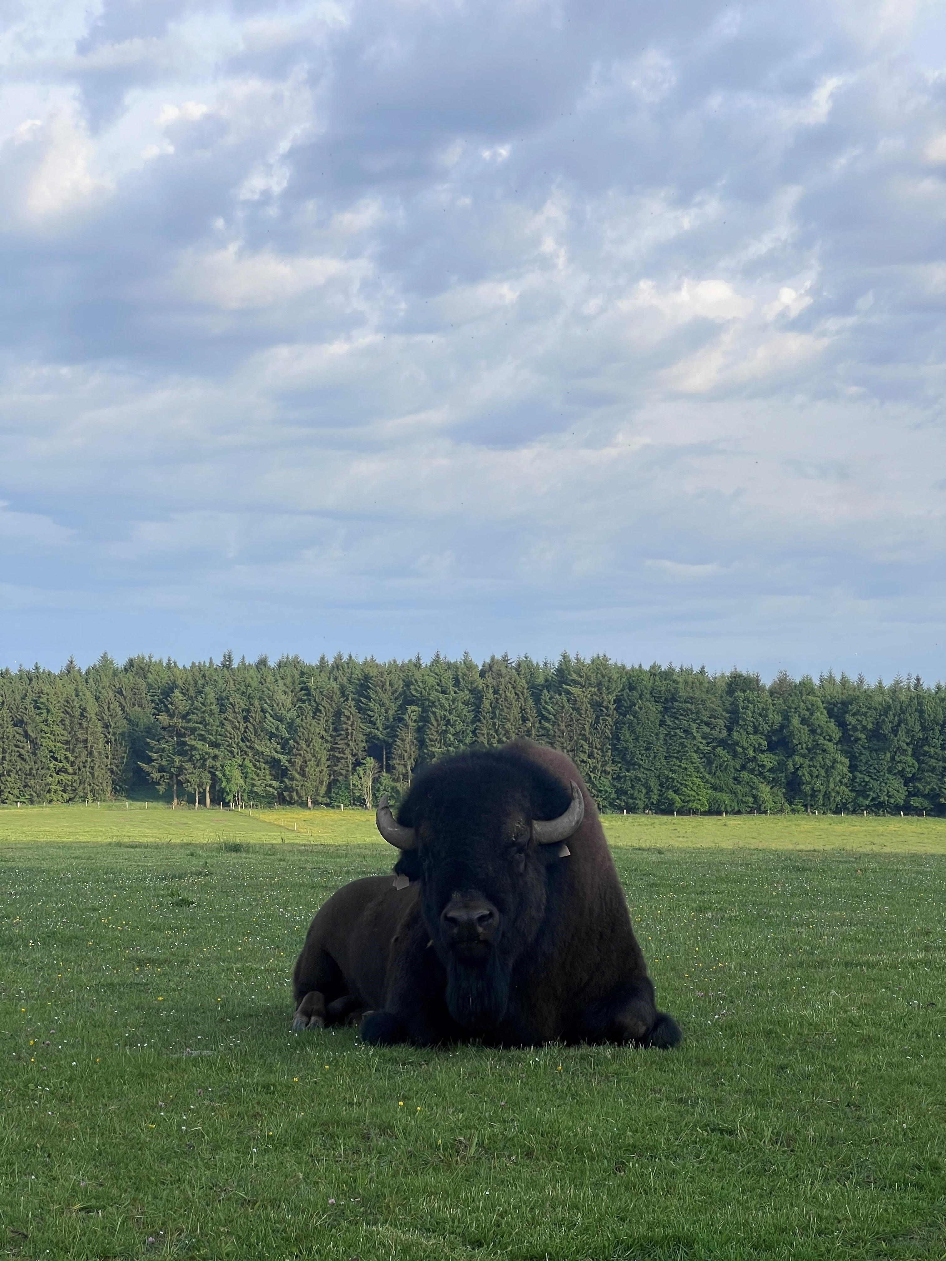 La Ferme des Bisons in Bastogne