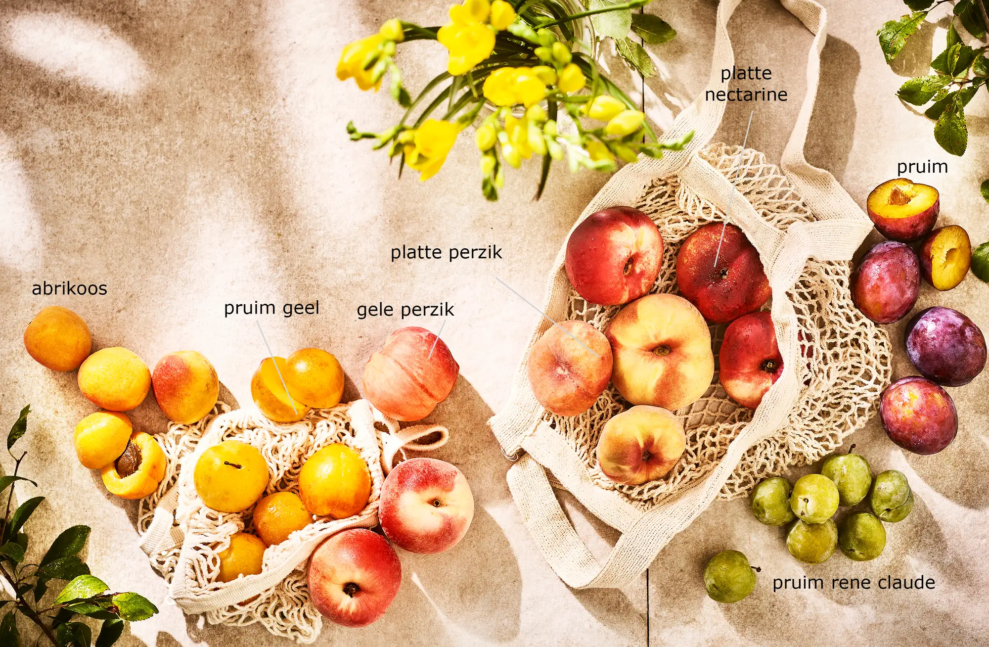 Wat is steenfruit?